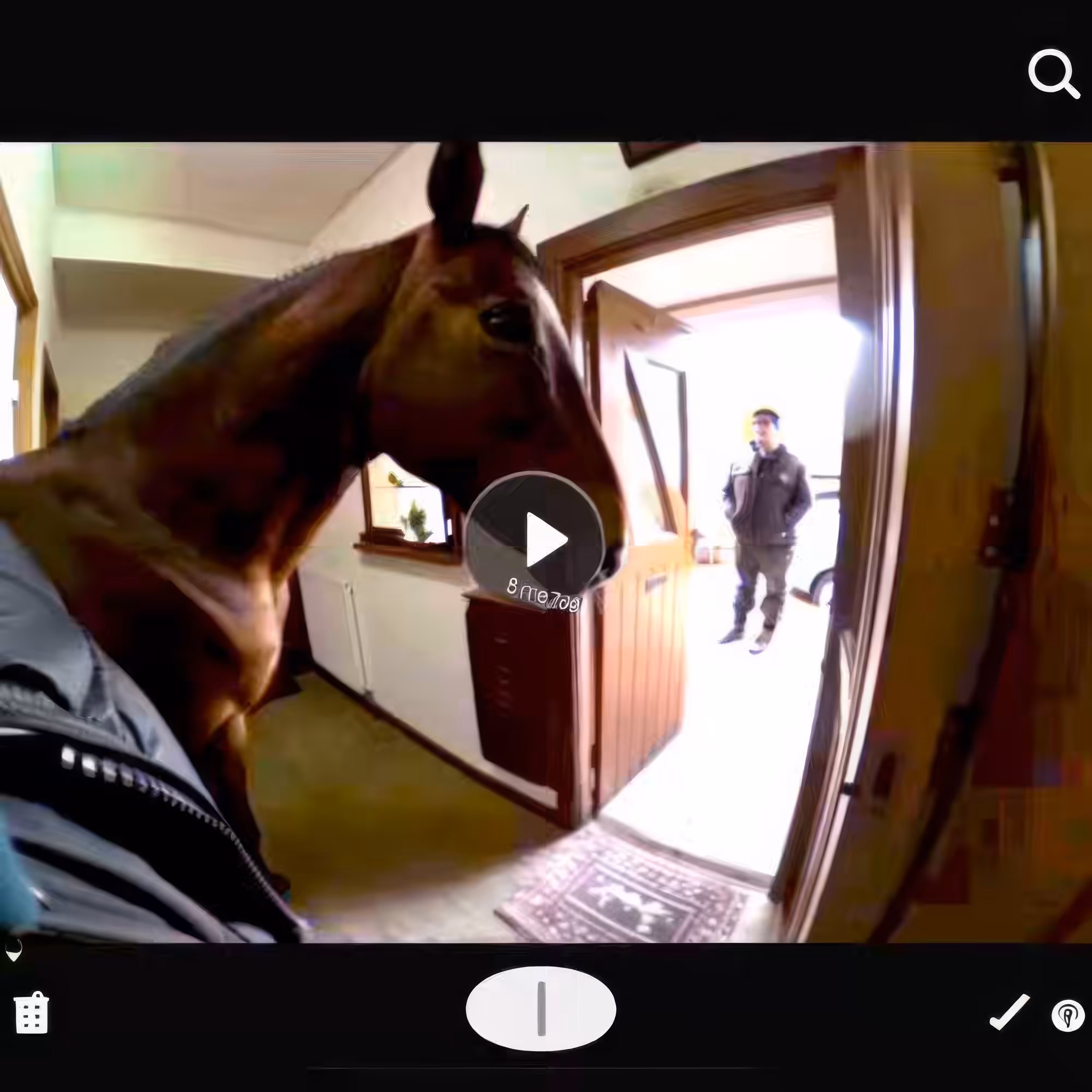 Horse-Play
