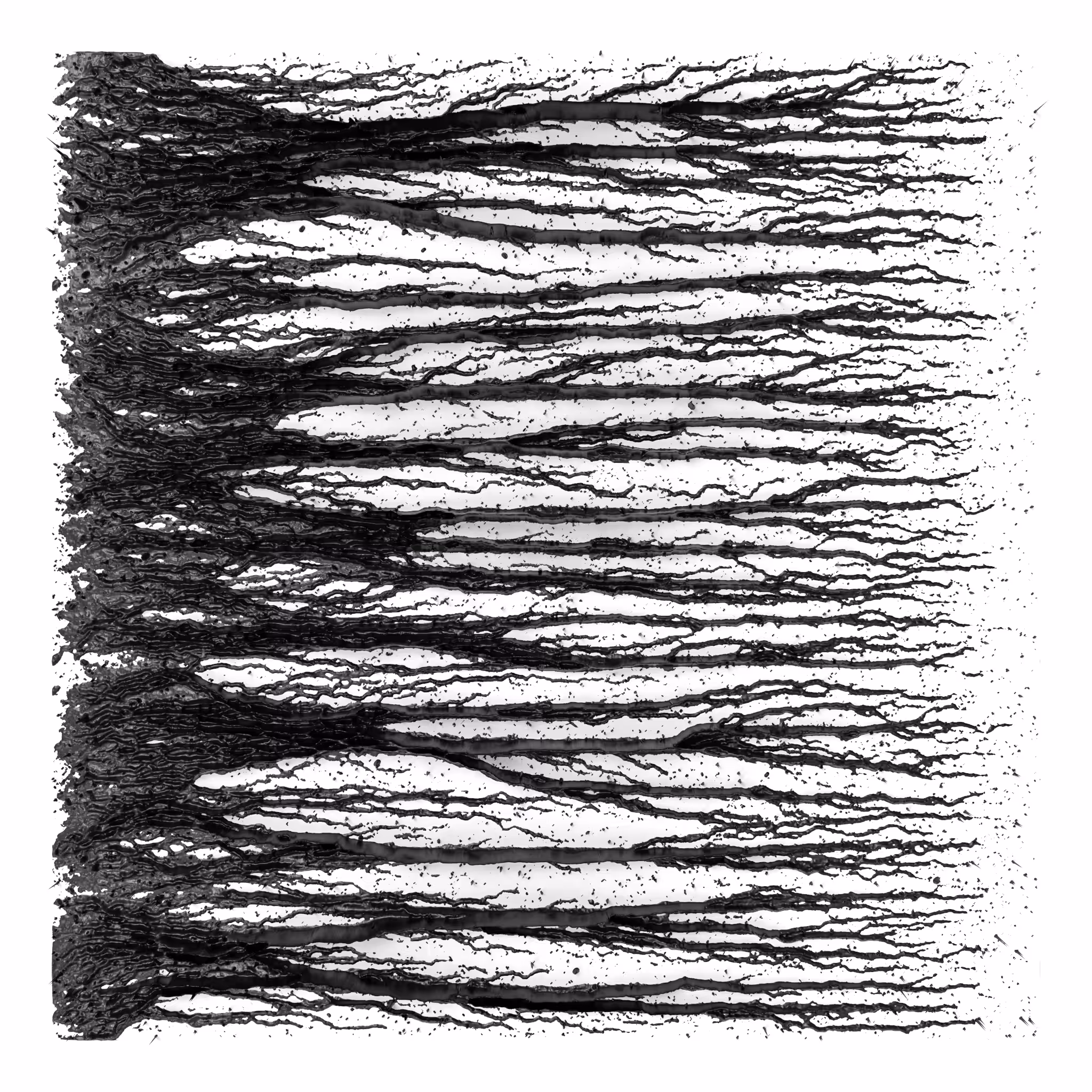 BW Algoscapes 01