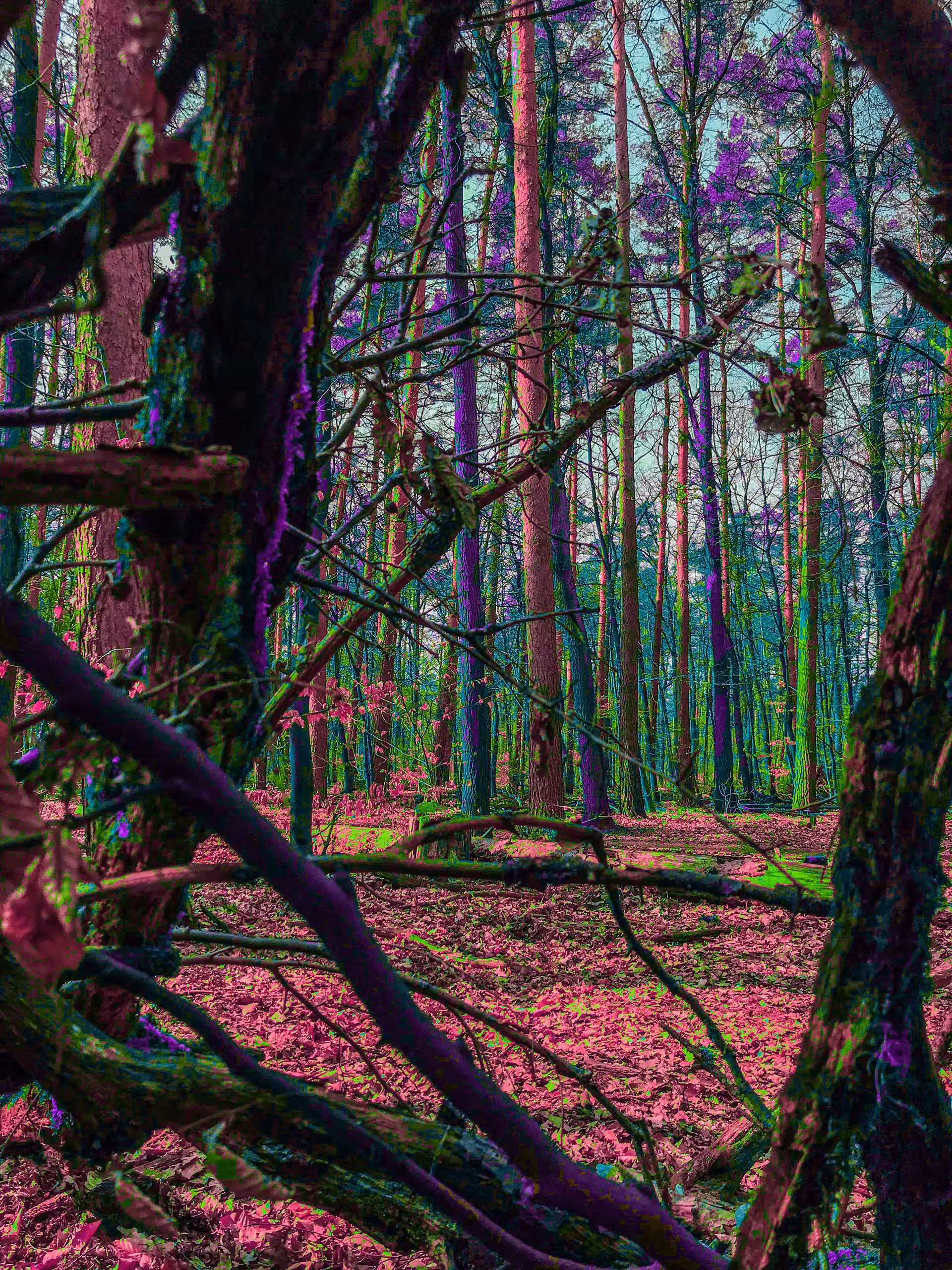 neon forest