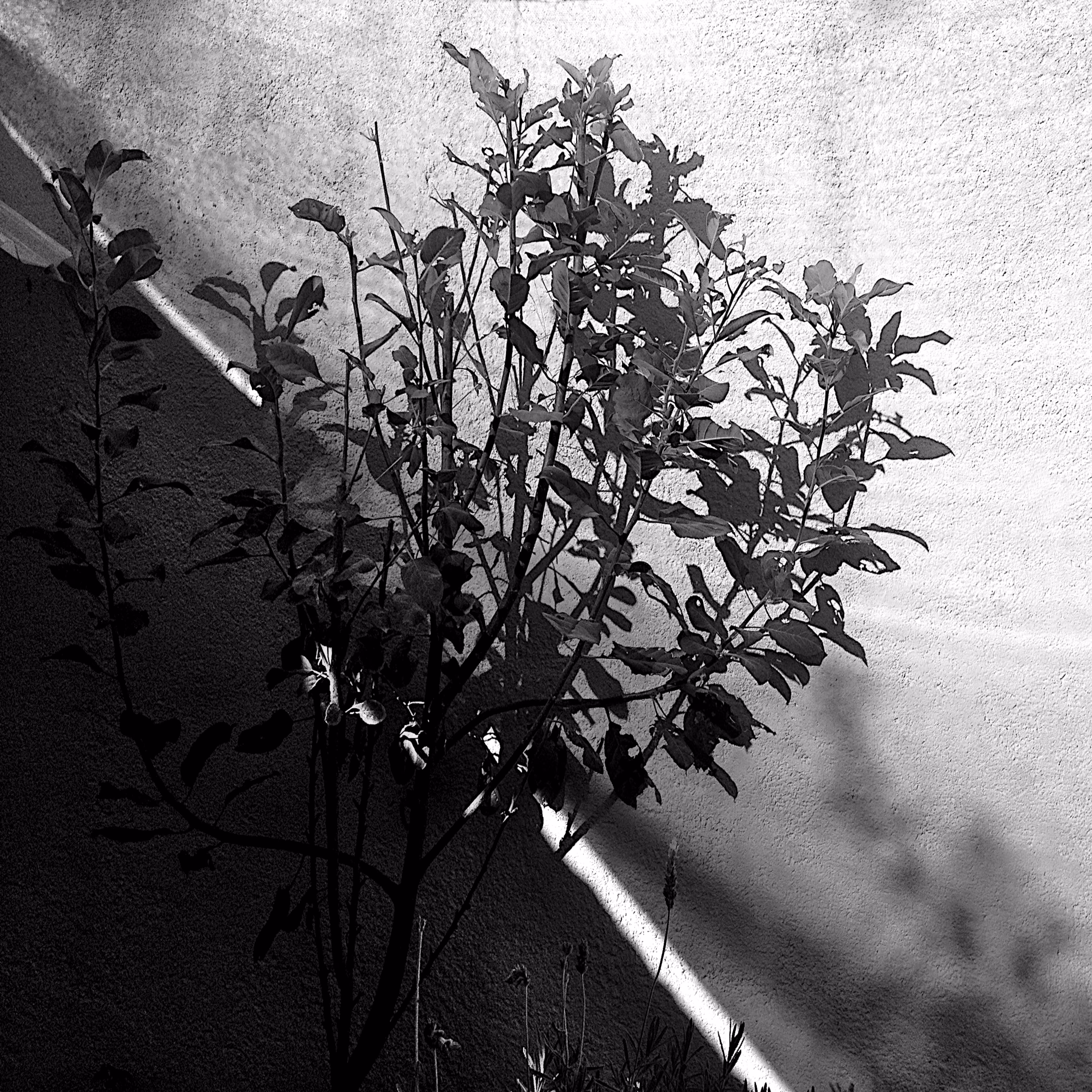 Apple Tree: Light & Shadows #3