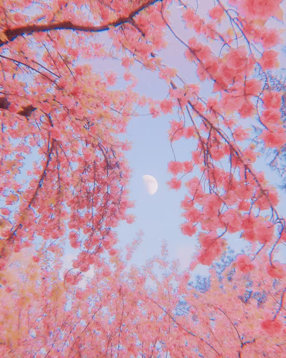 A S H bloom