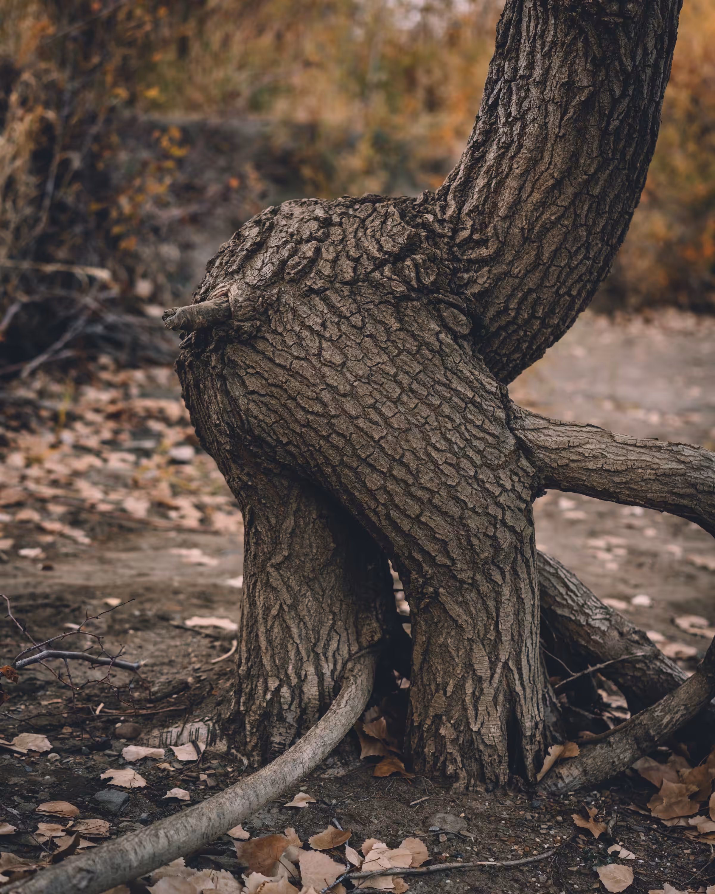 TreeDickButt
