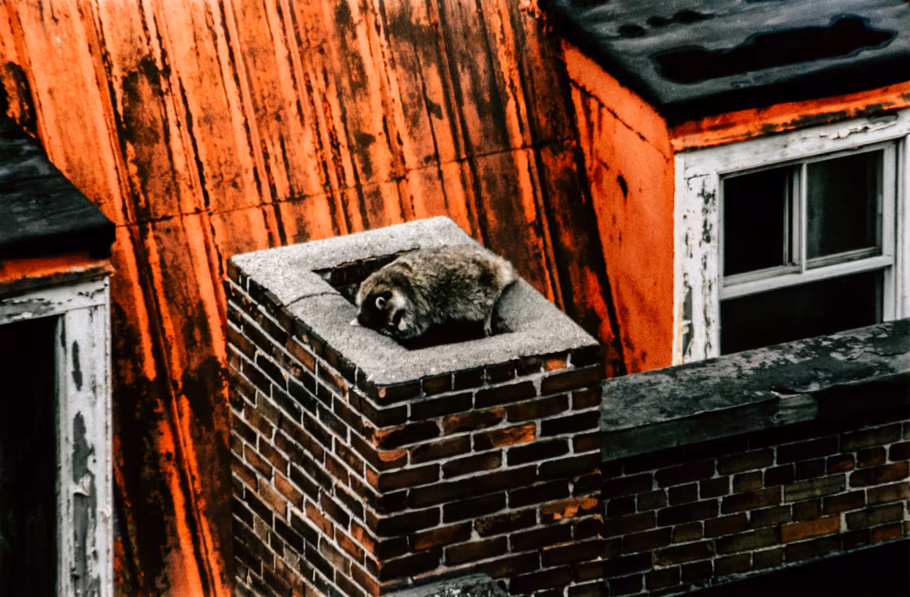 Downtown Racoon Nap