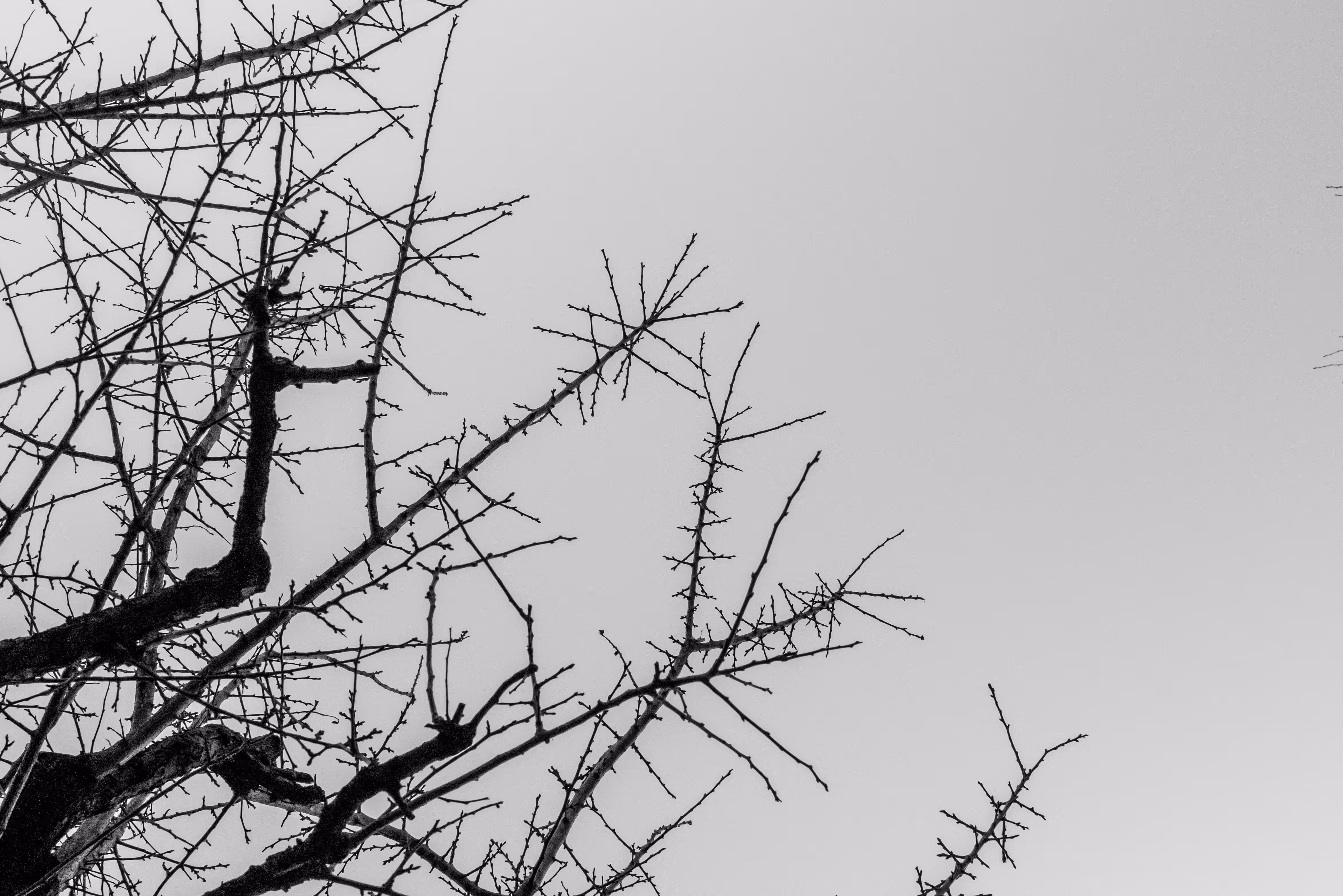Rodeo posts: Raw Materials: Trees 3