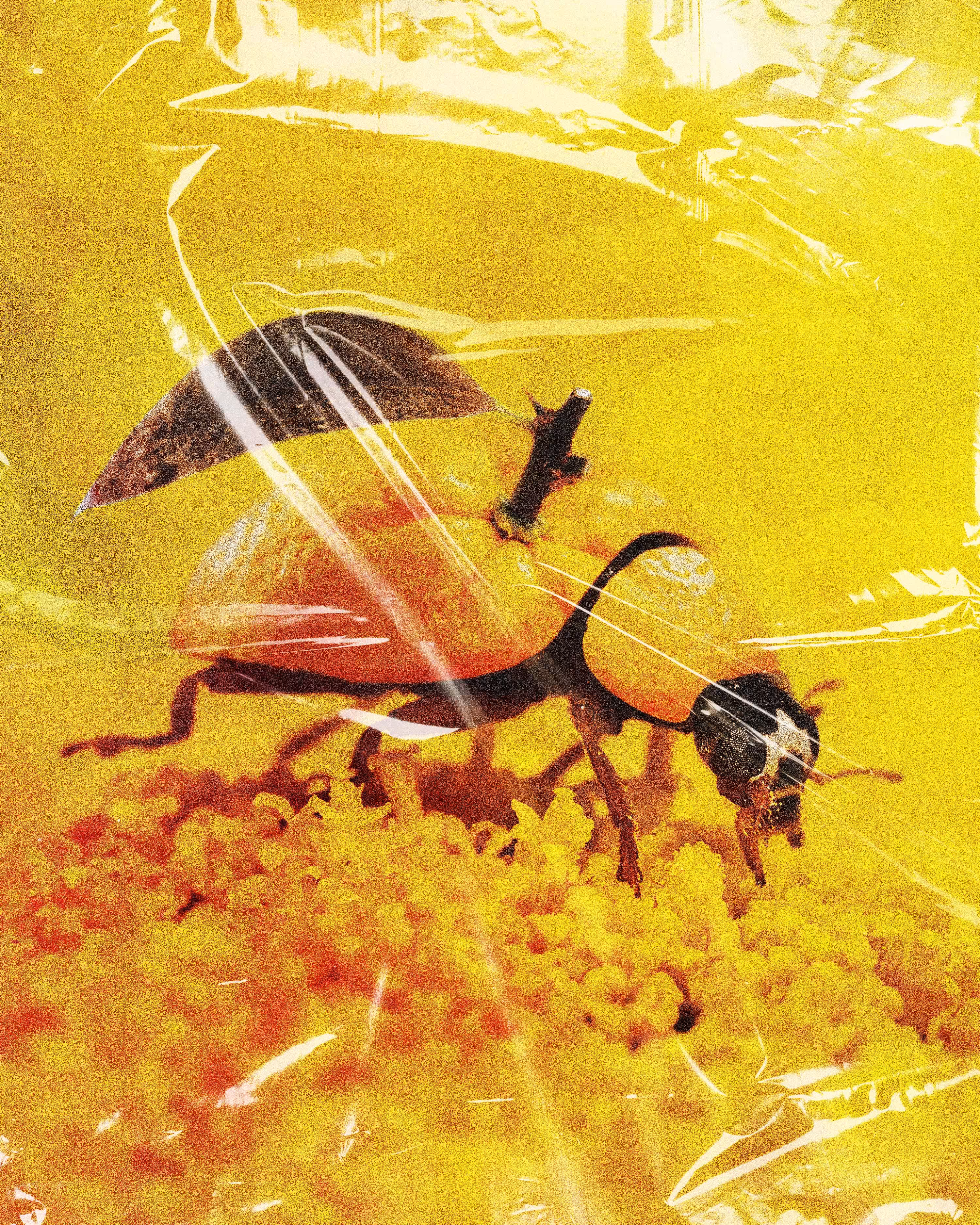 Orange Ladybug