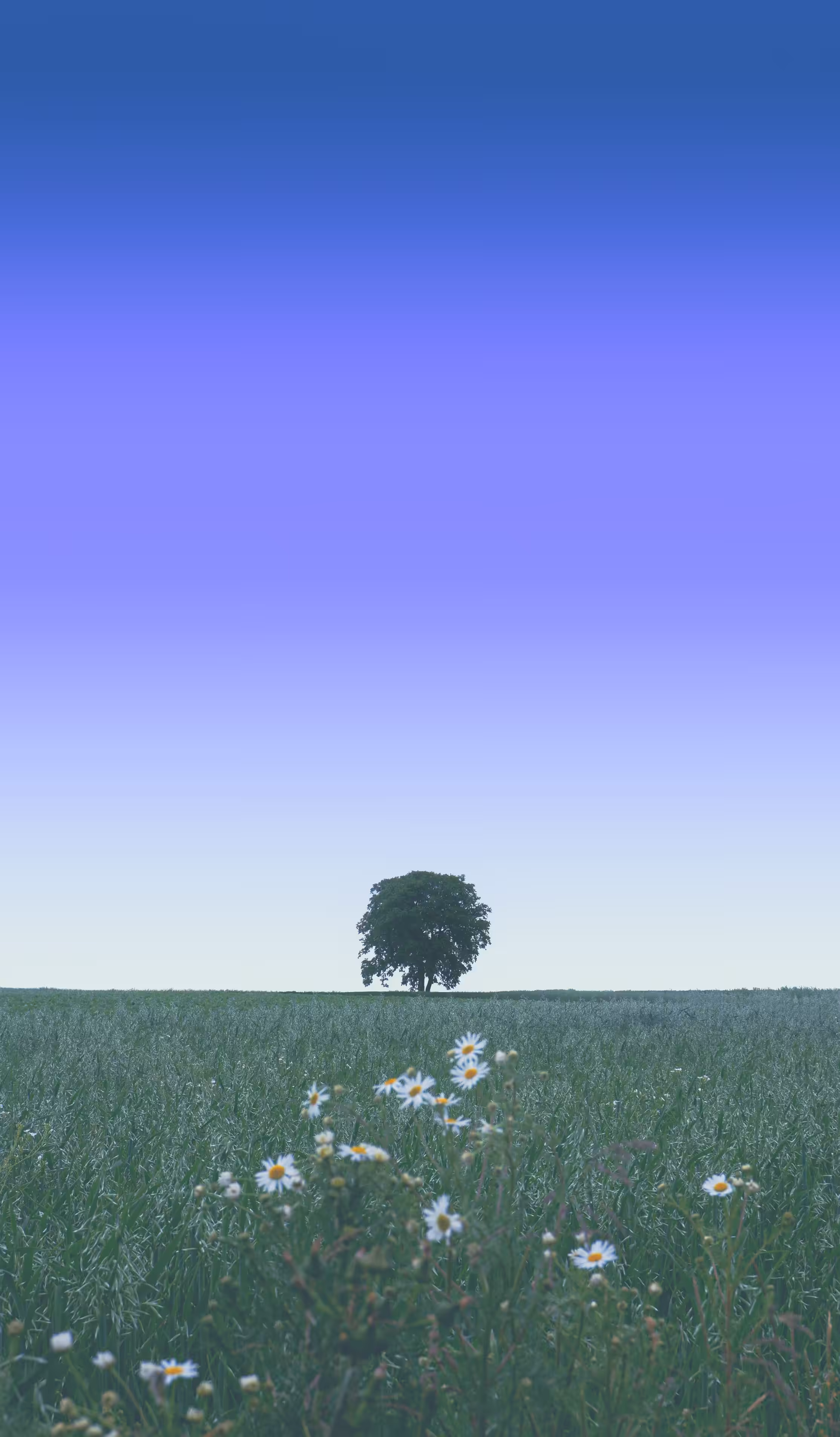 to bloom