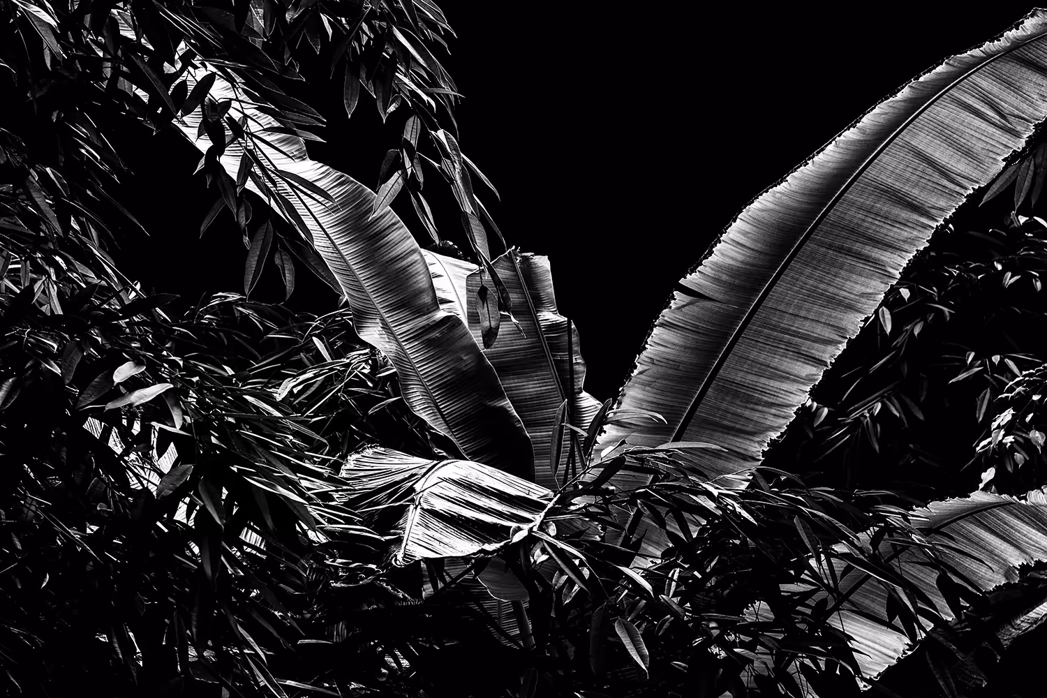 See the leaves in black and white