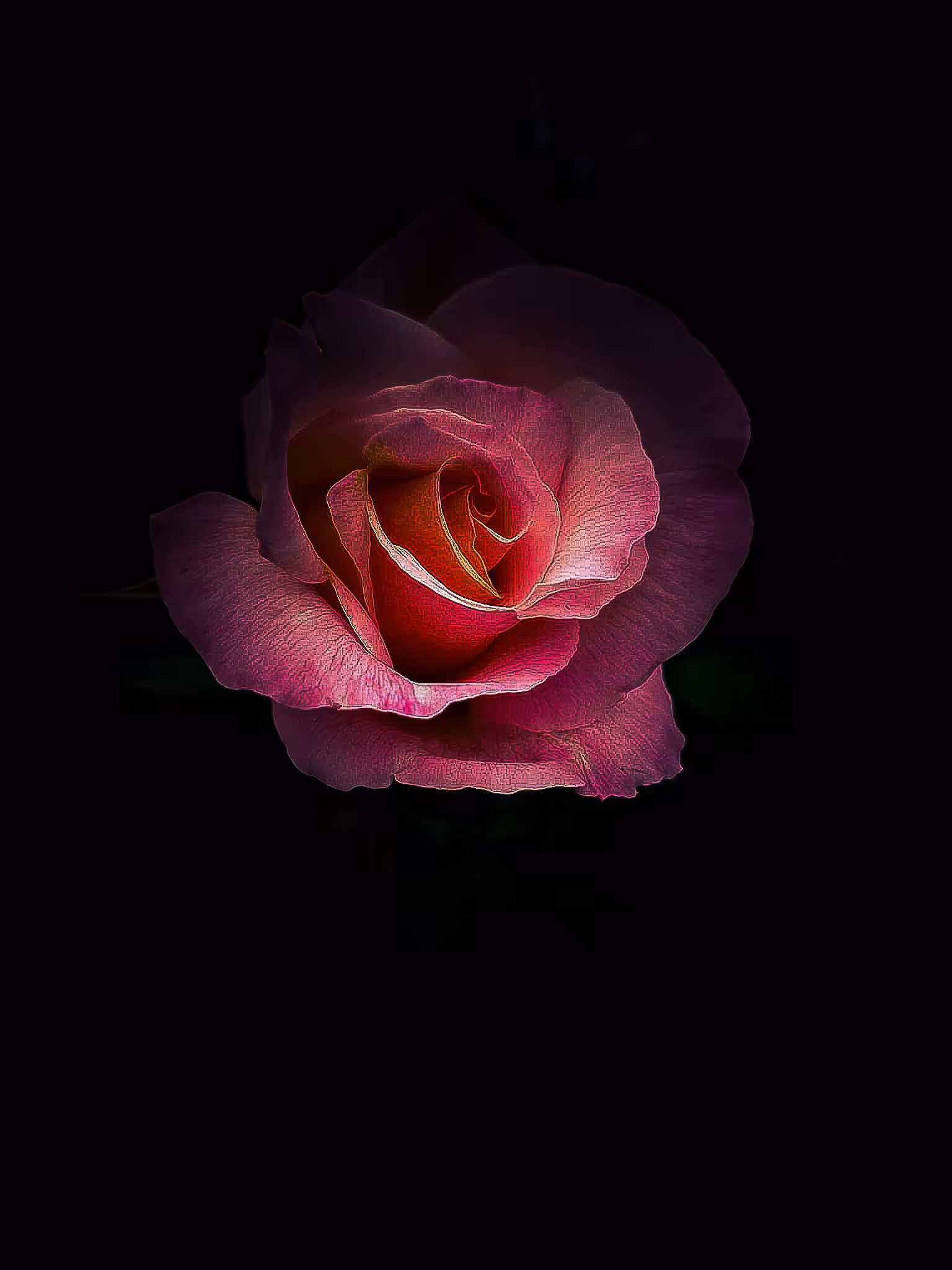 "Rose-Rose"
