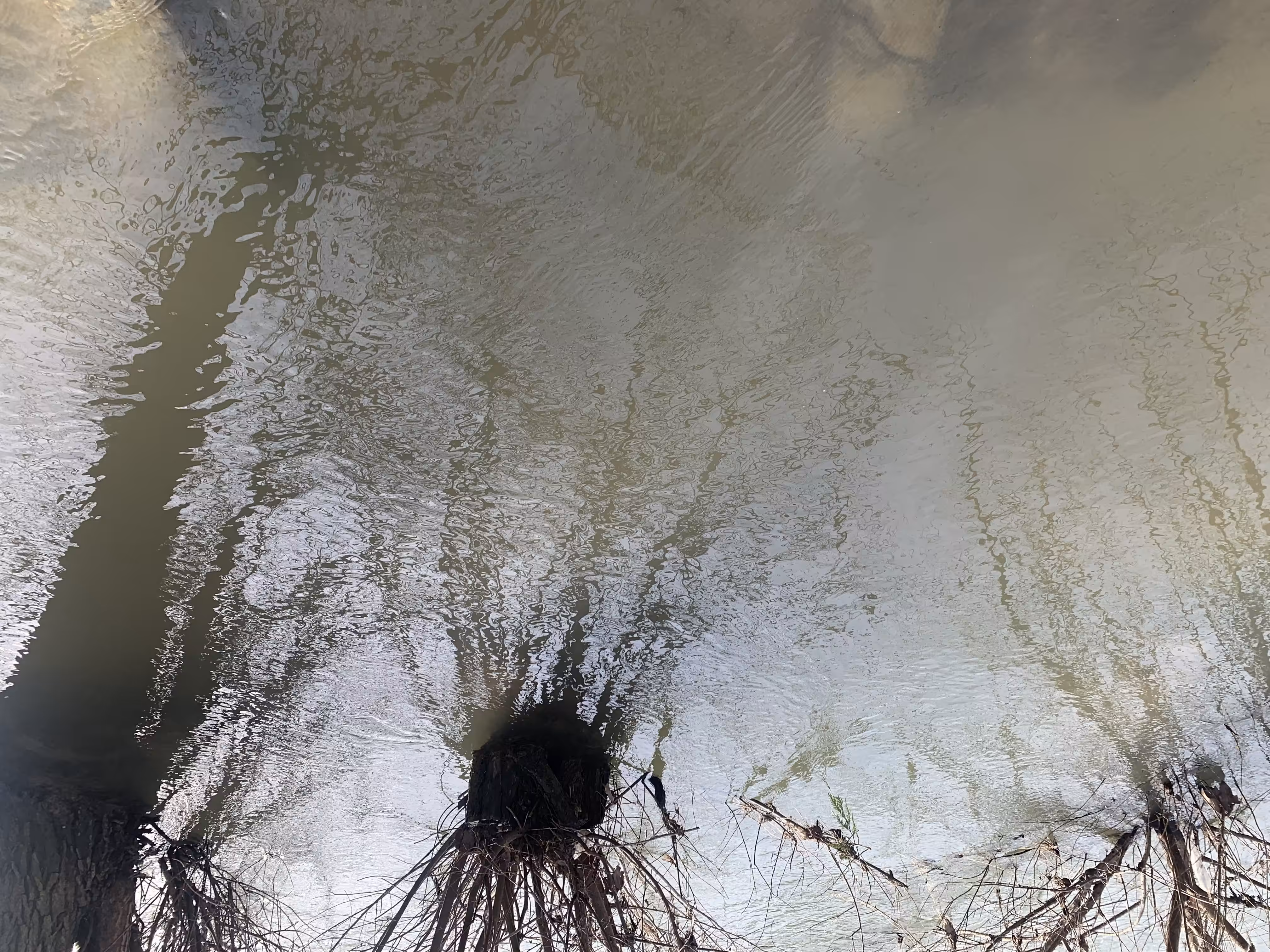 "Migrating Roots: Ever Shifting Essence