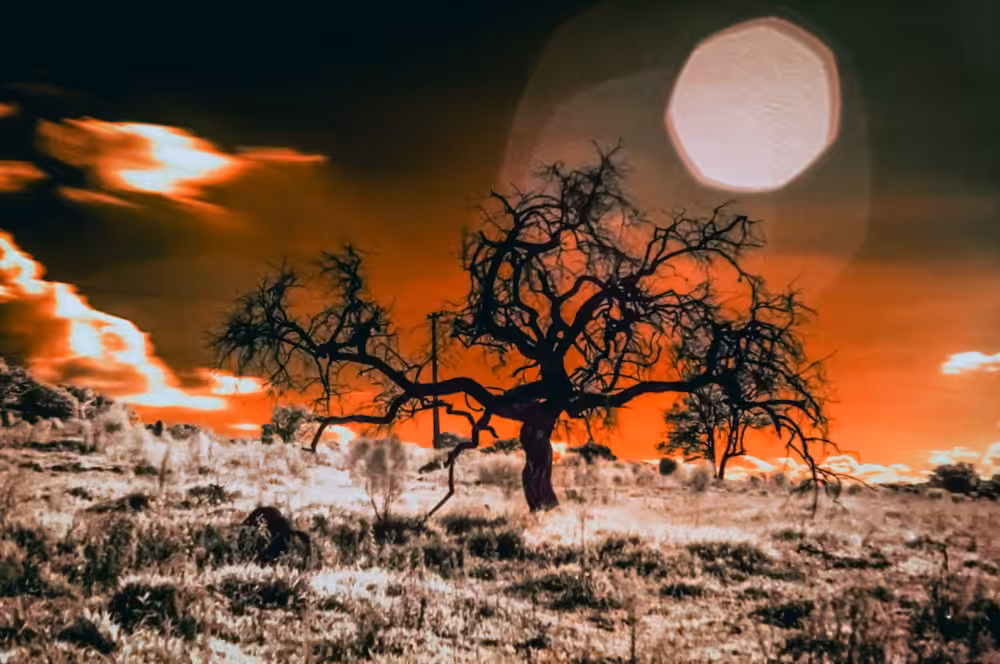 the last tree on Mars