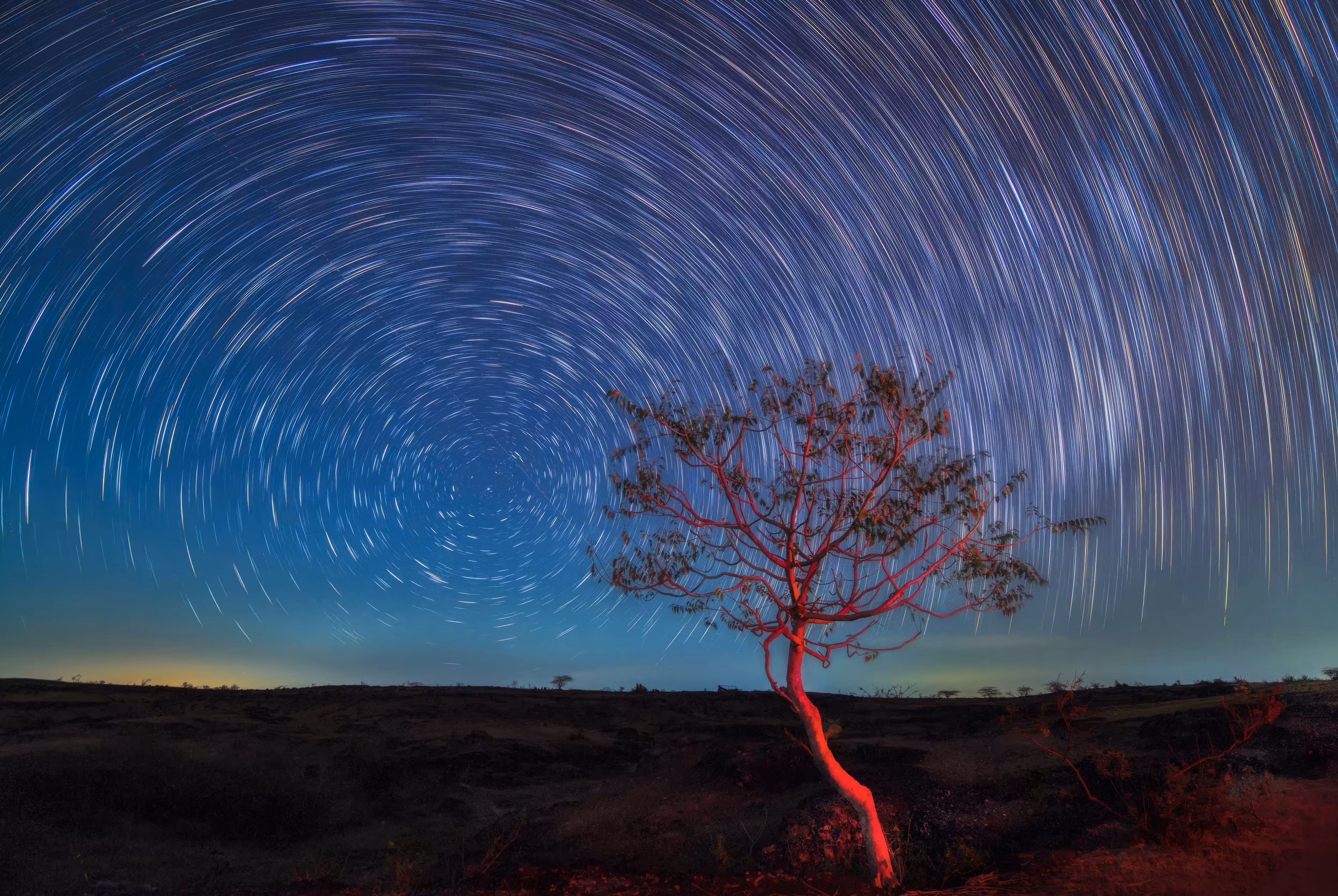 The Red Tree