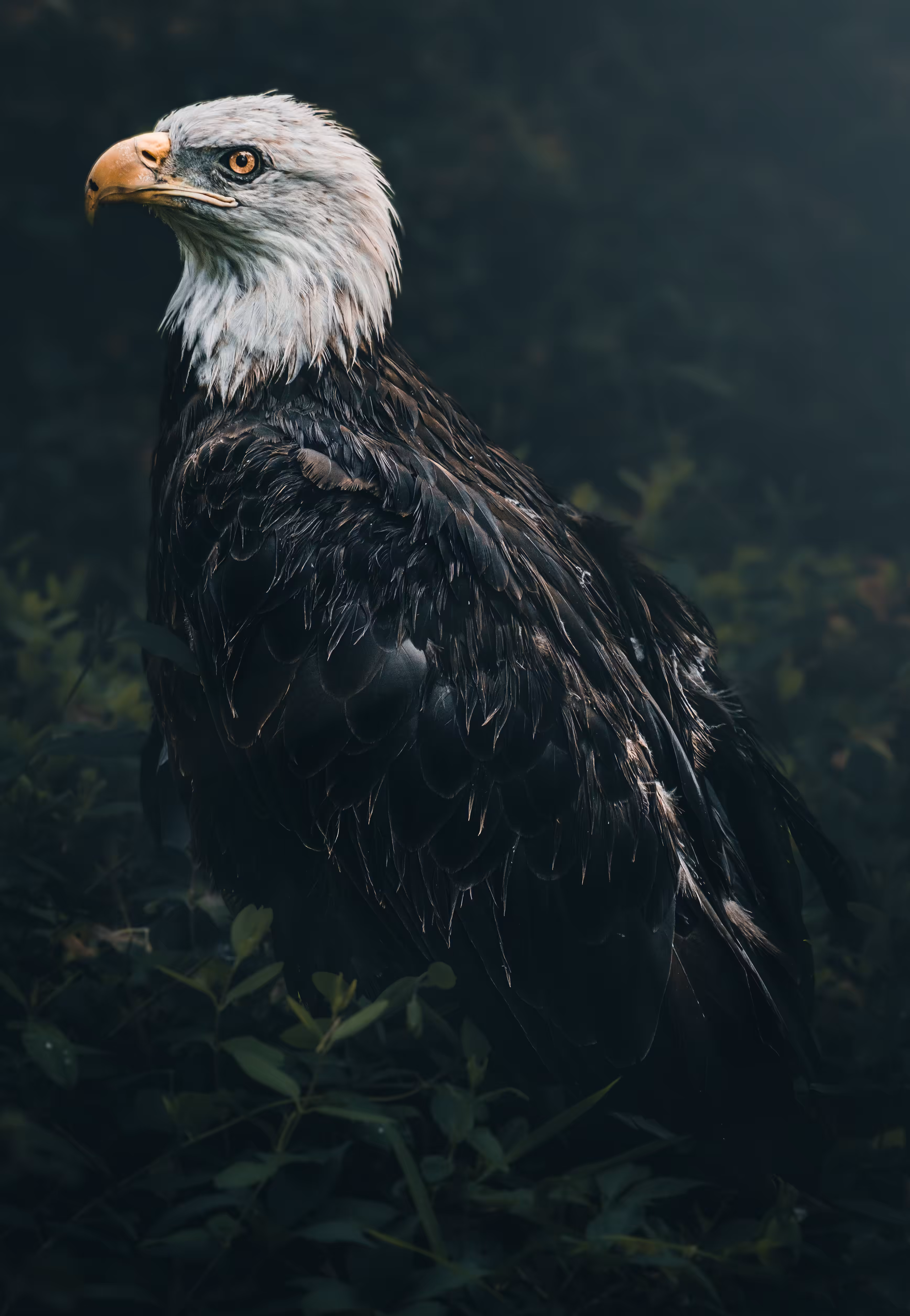 Woodland Sentry #1/3