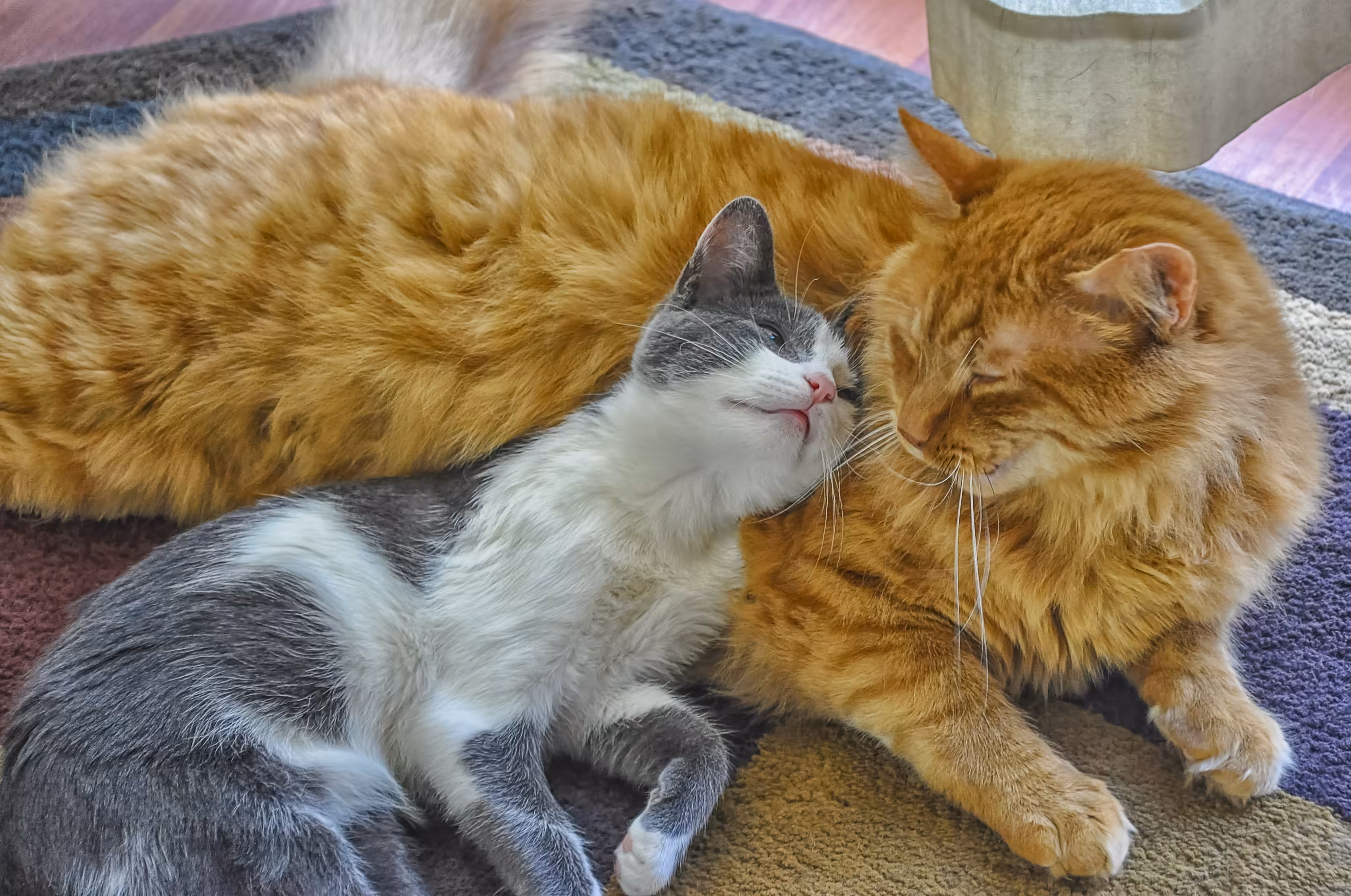 True Love