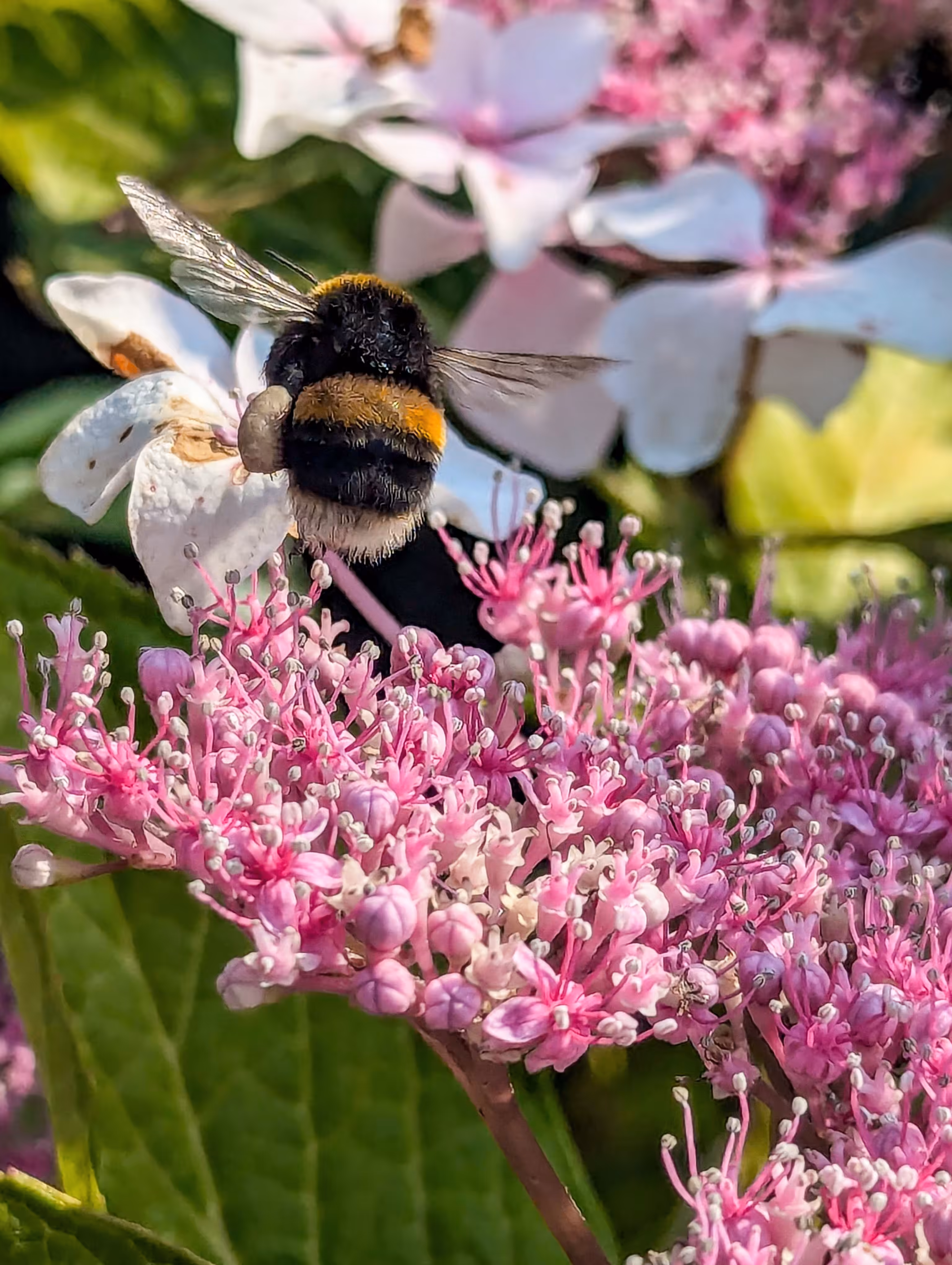Luke_0x1 Photography : Buzzing in the pink