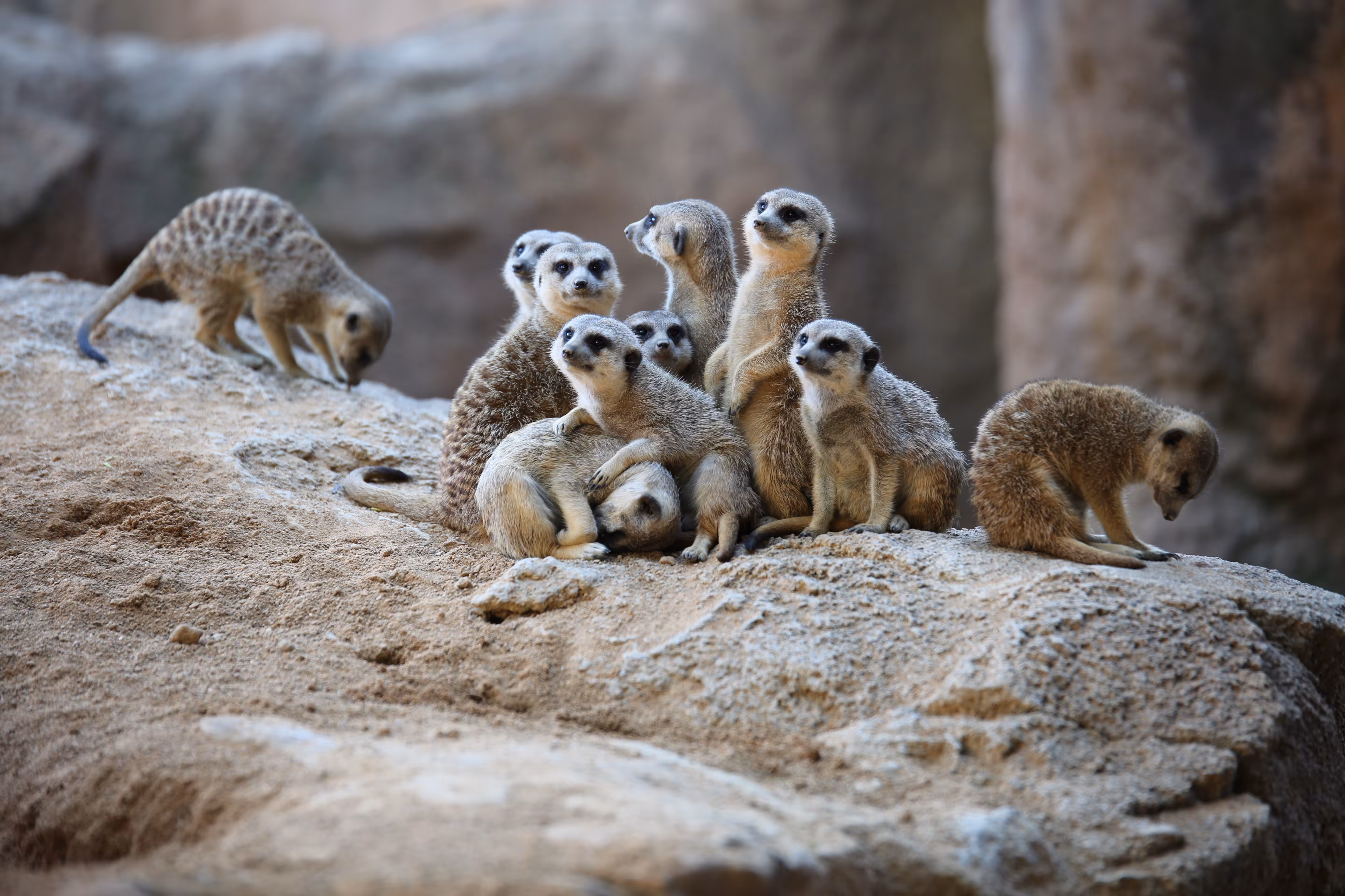 Meerkat family