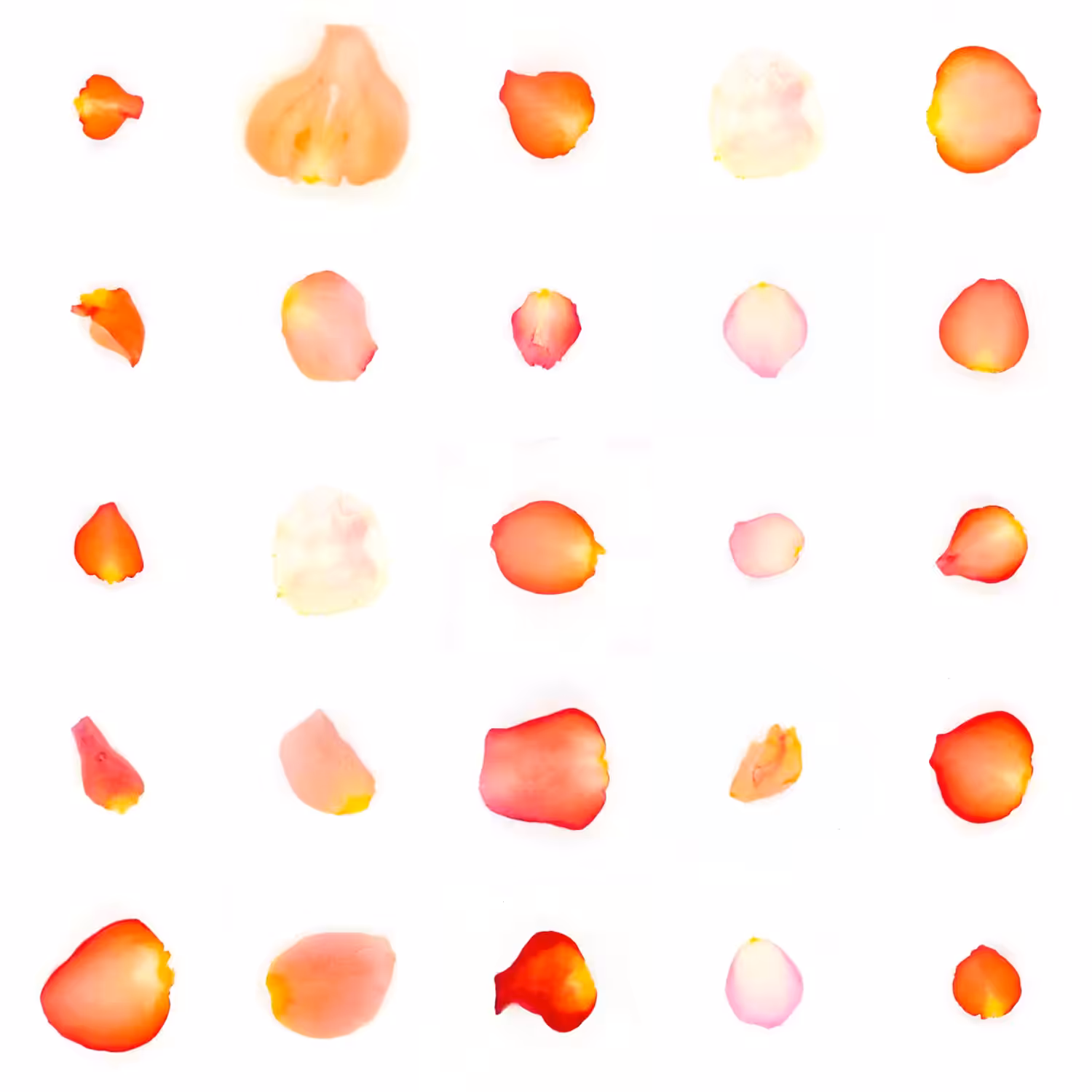Infinite Petals 5x5#20675