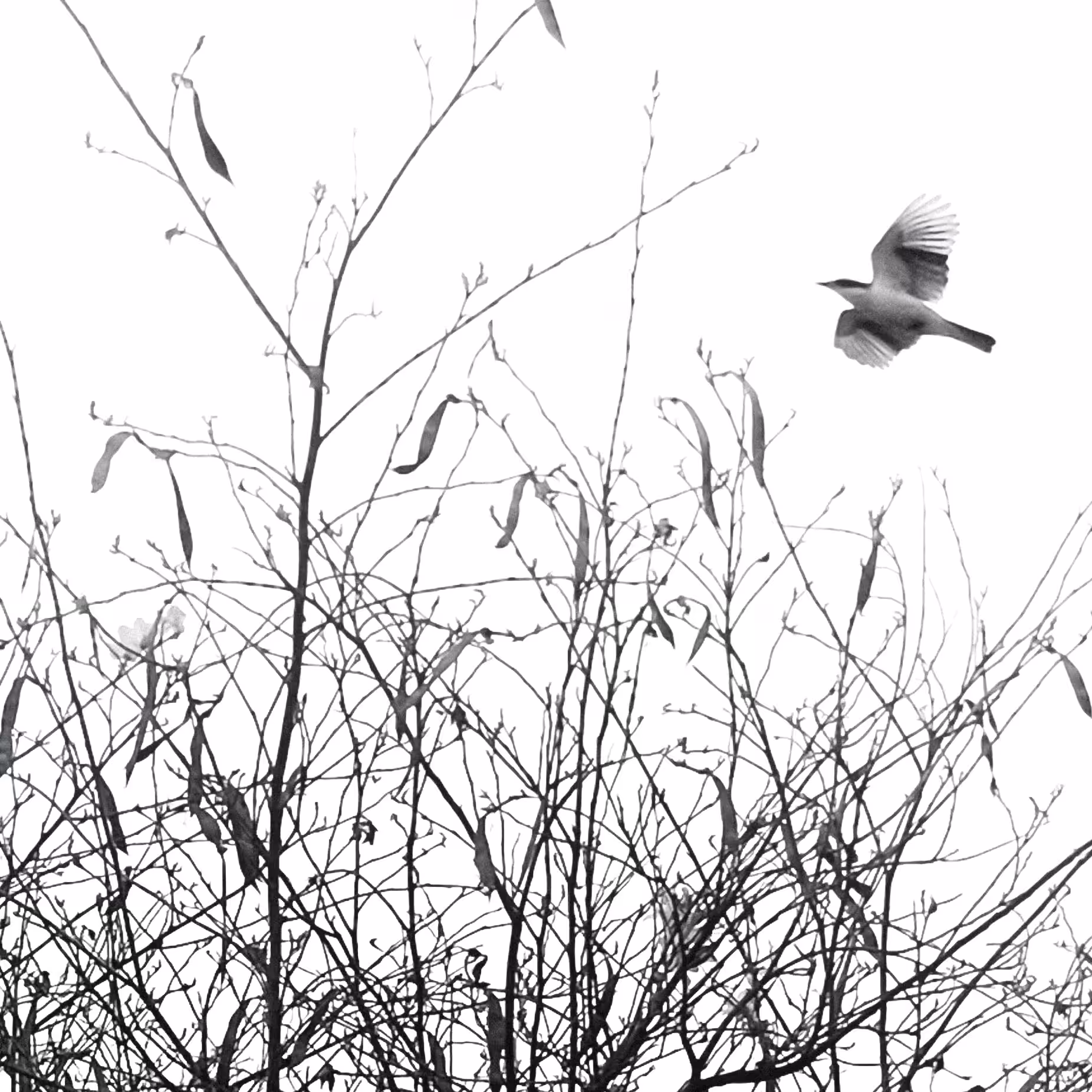 Silent Flight