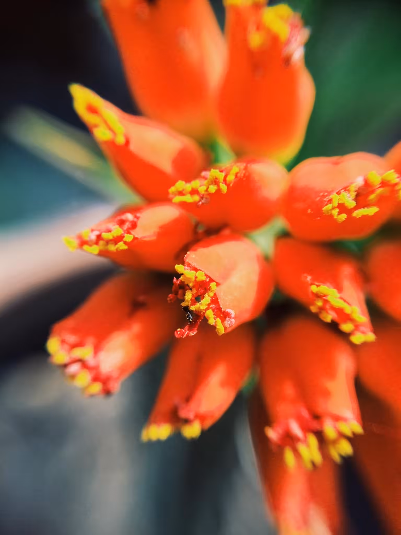 Zoom in 12 - Red Flowers