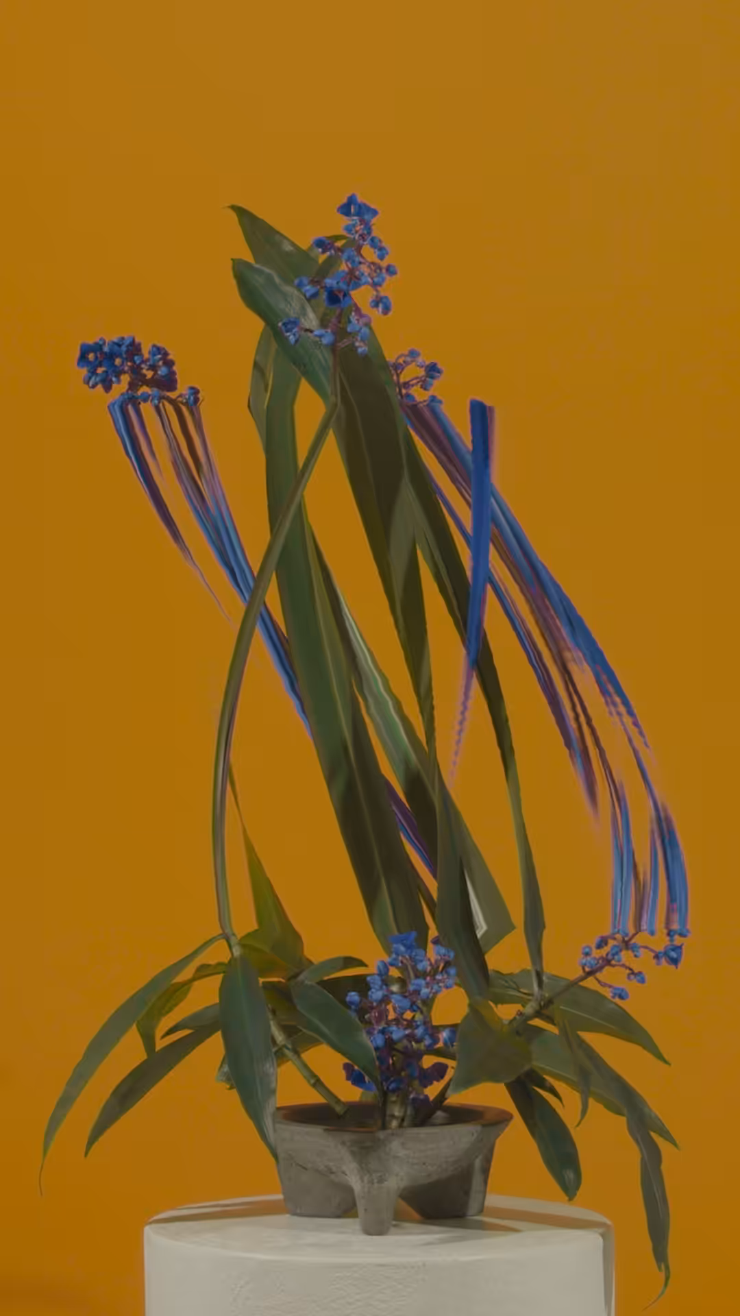 Weeping Blue Ginger, still