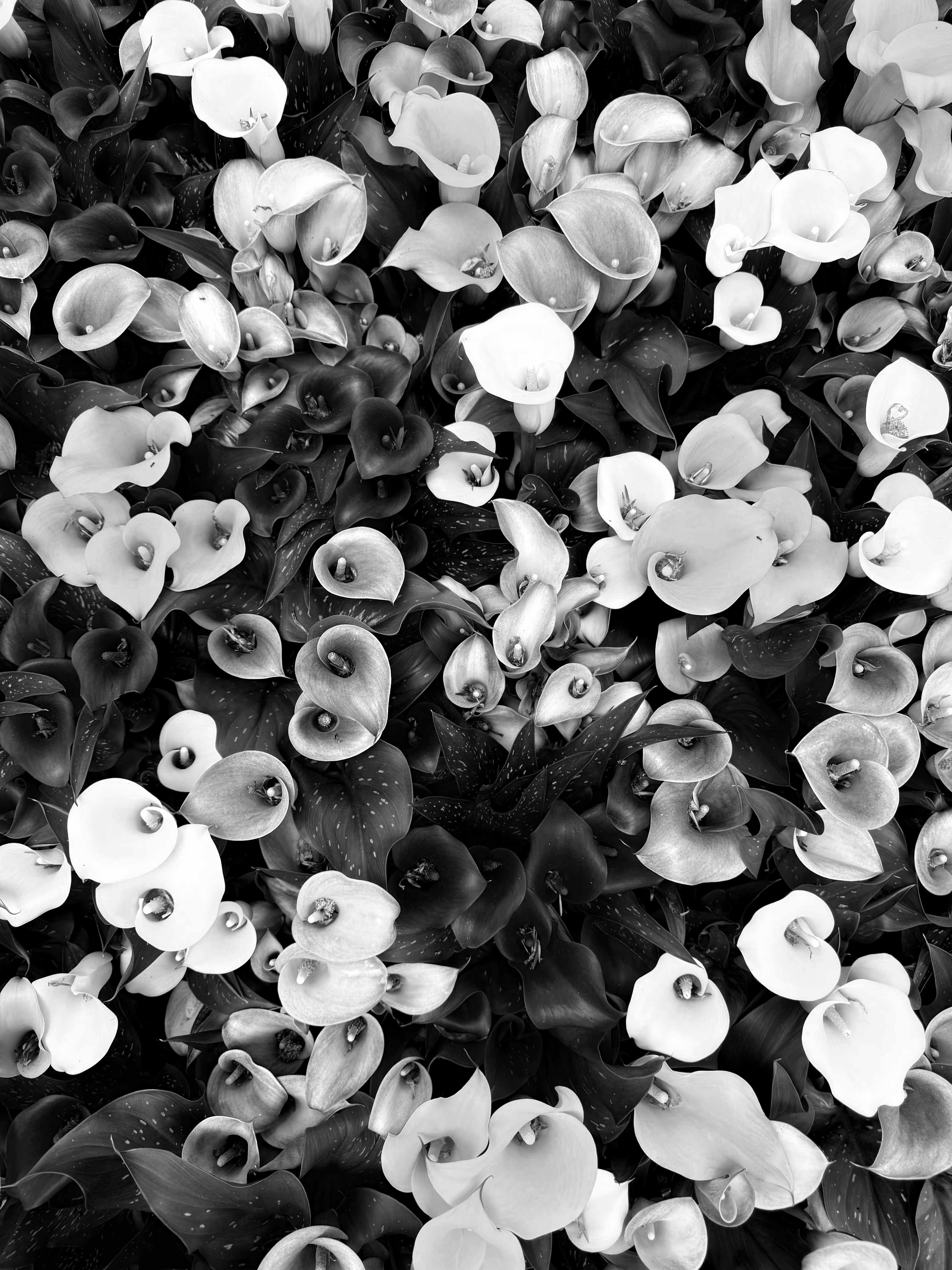 Monochrome Frame