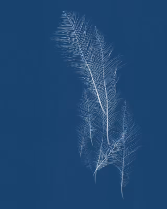 Cyanotypes #151