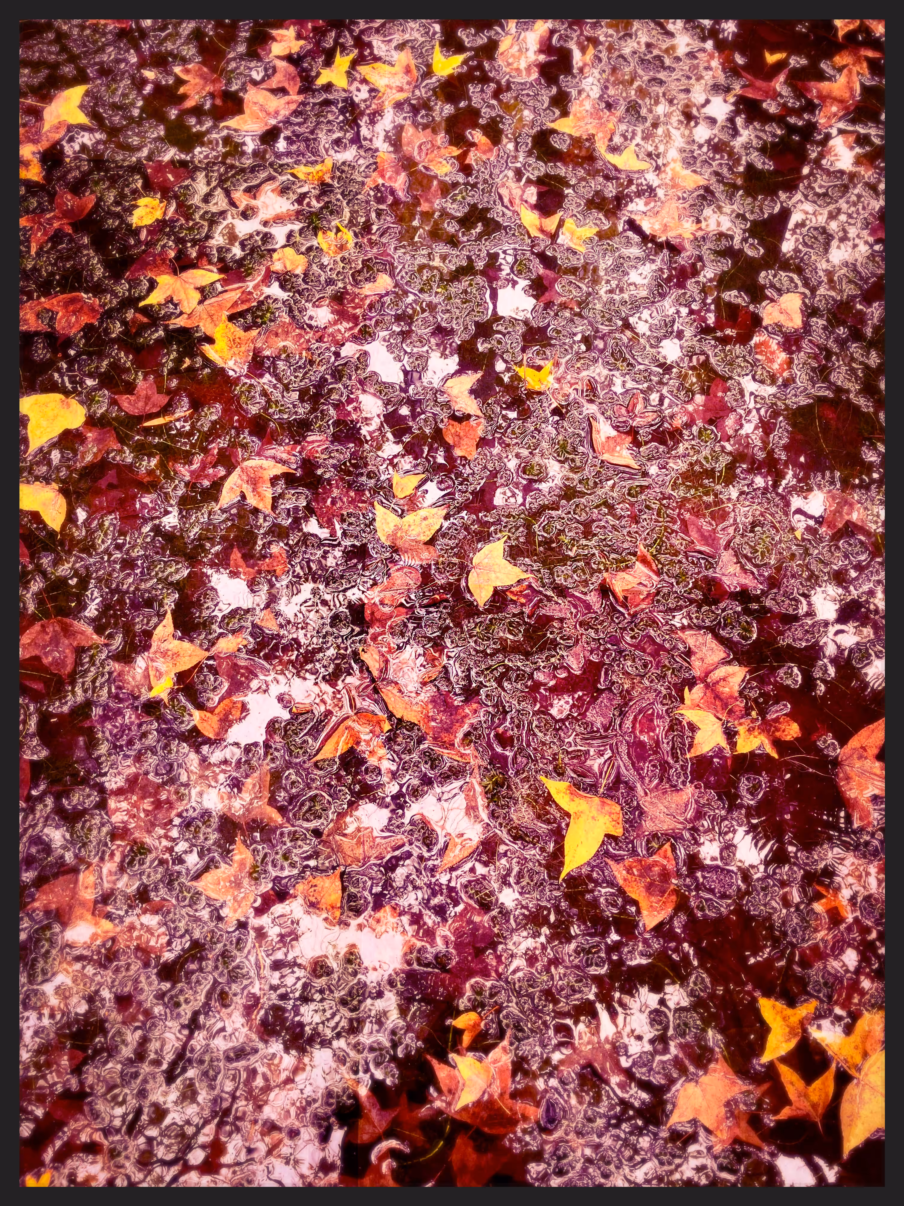 Fallen Leaves
