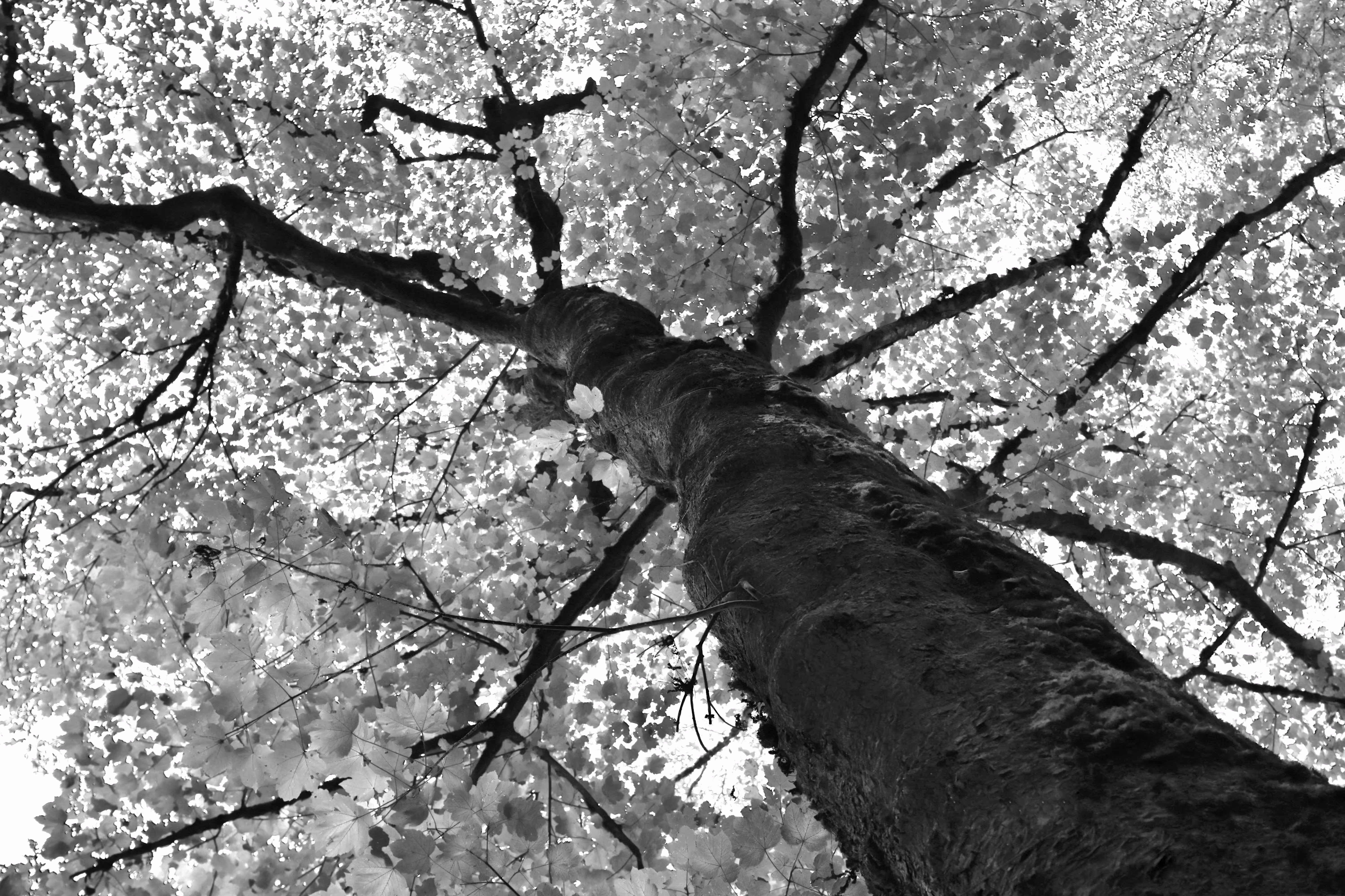 Dream of white leaves