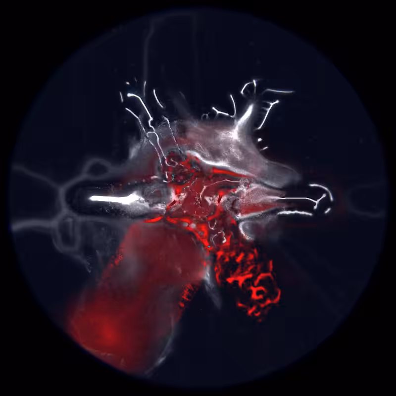 Ethereal Microcosm #141