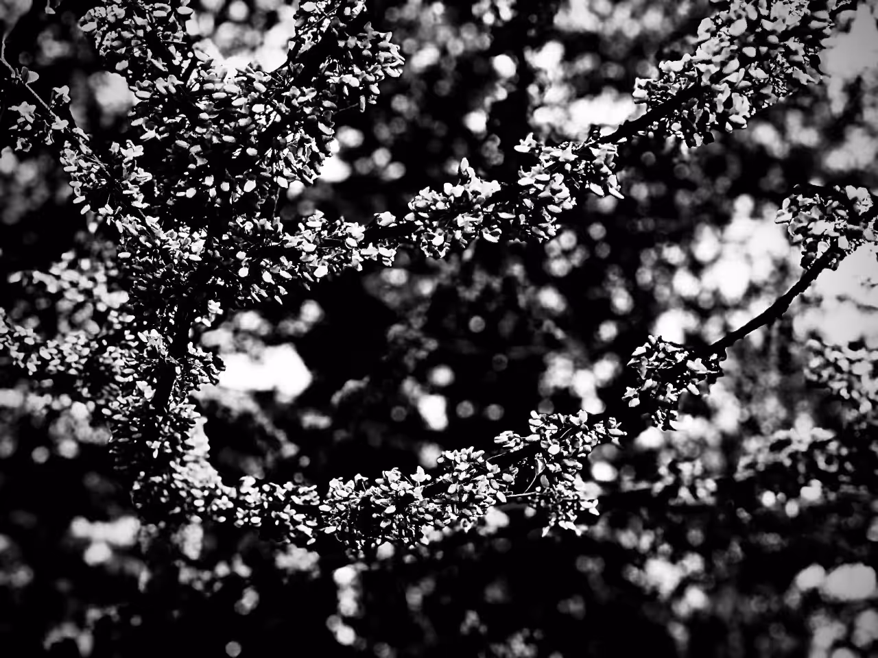Blossom