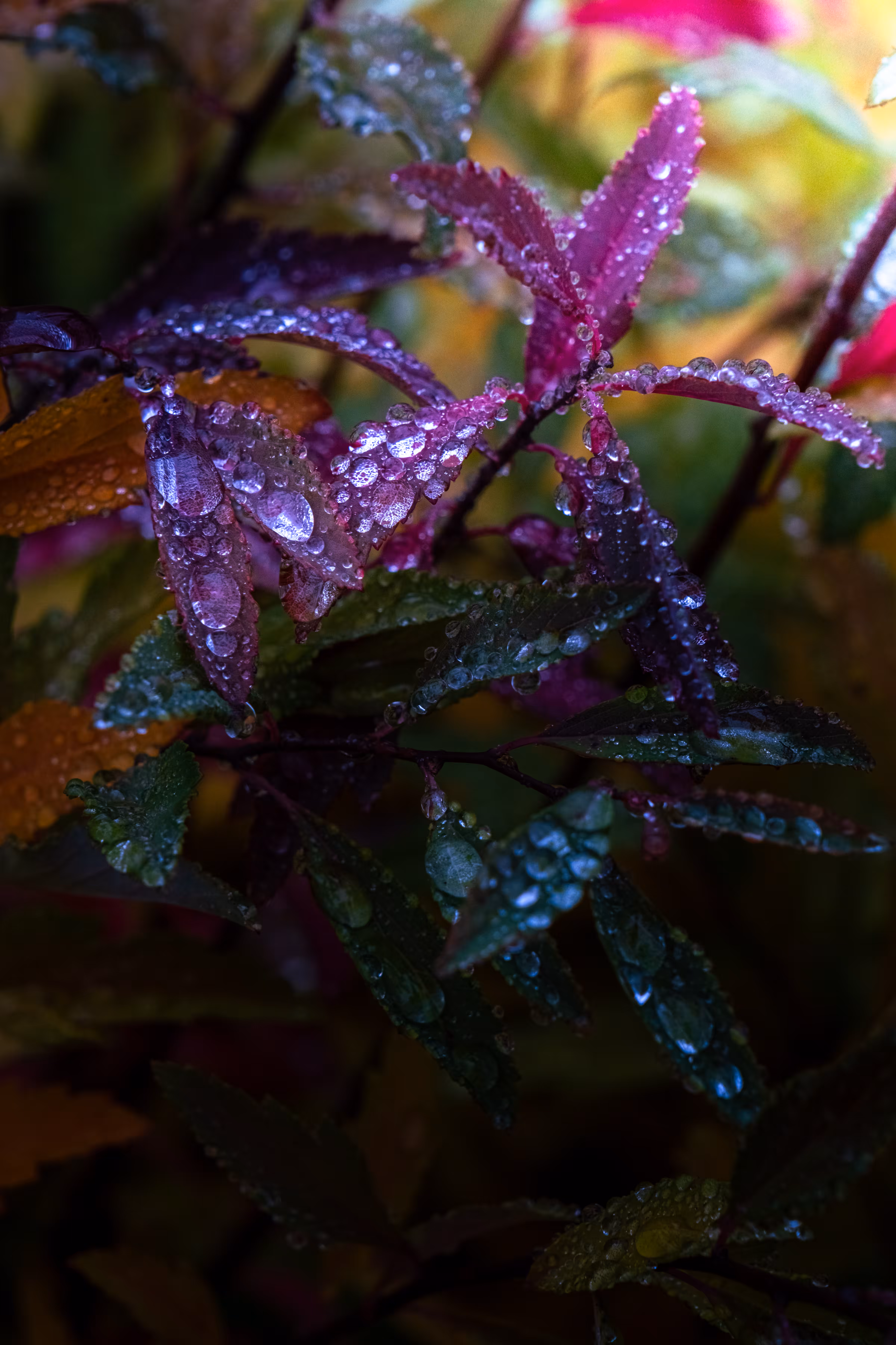 Dewdrops