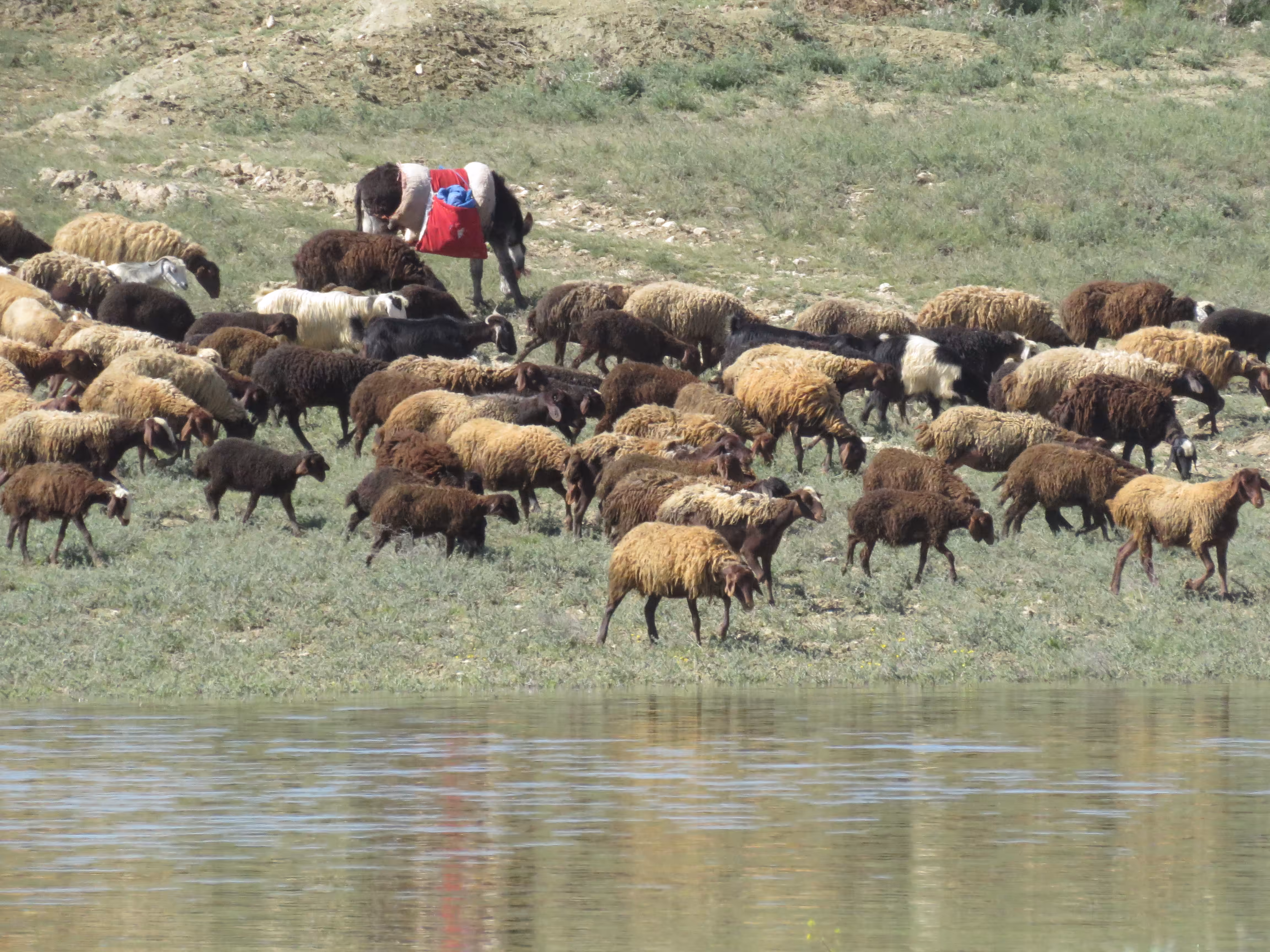 The Happy Valley: Flock of sheep