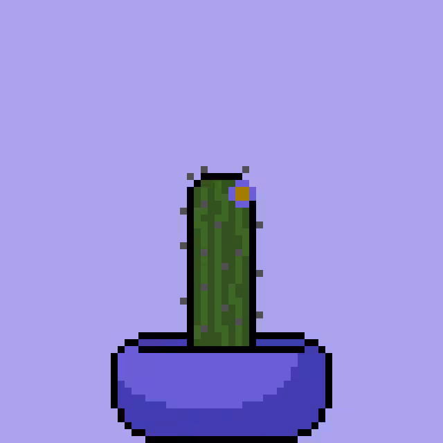 Regular Cactus #20807