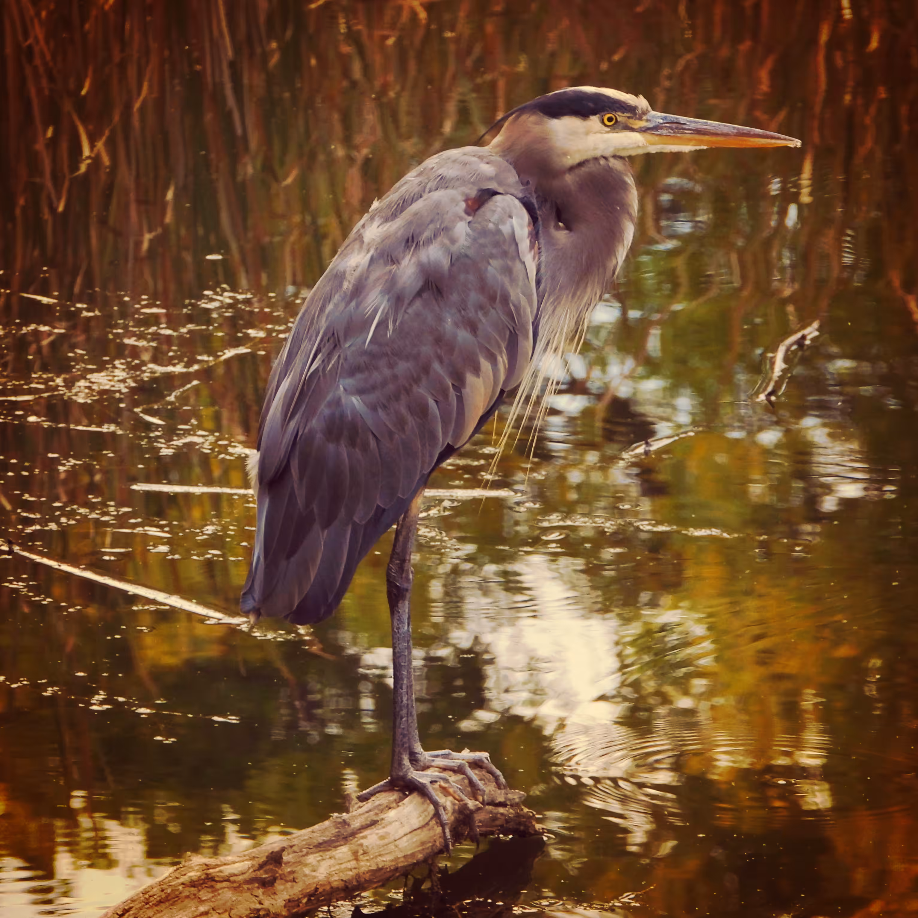 HENhalloween #3 - Great Blue Heron