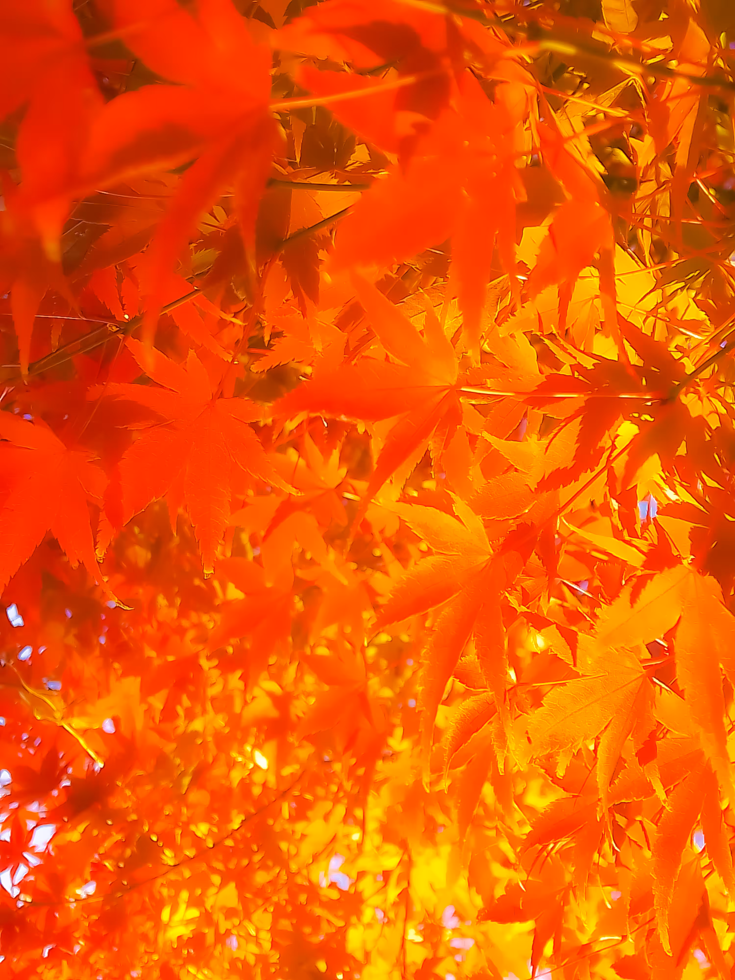 autumn leaves