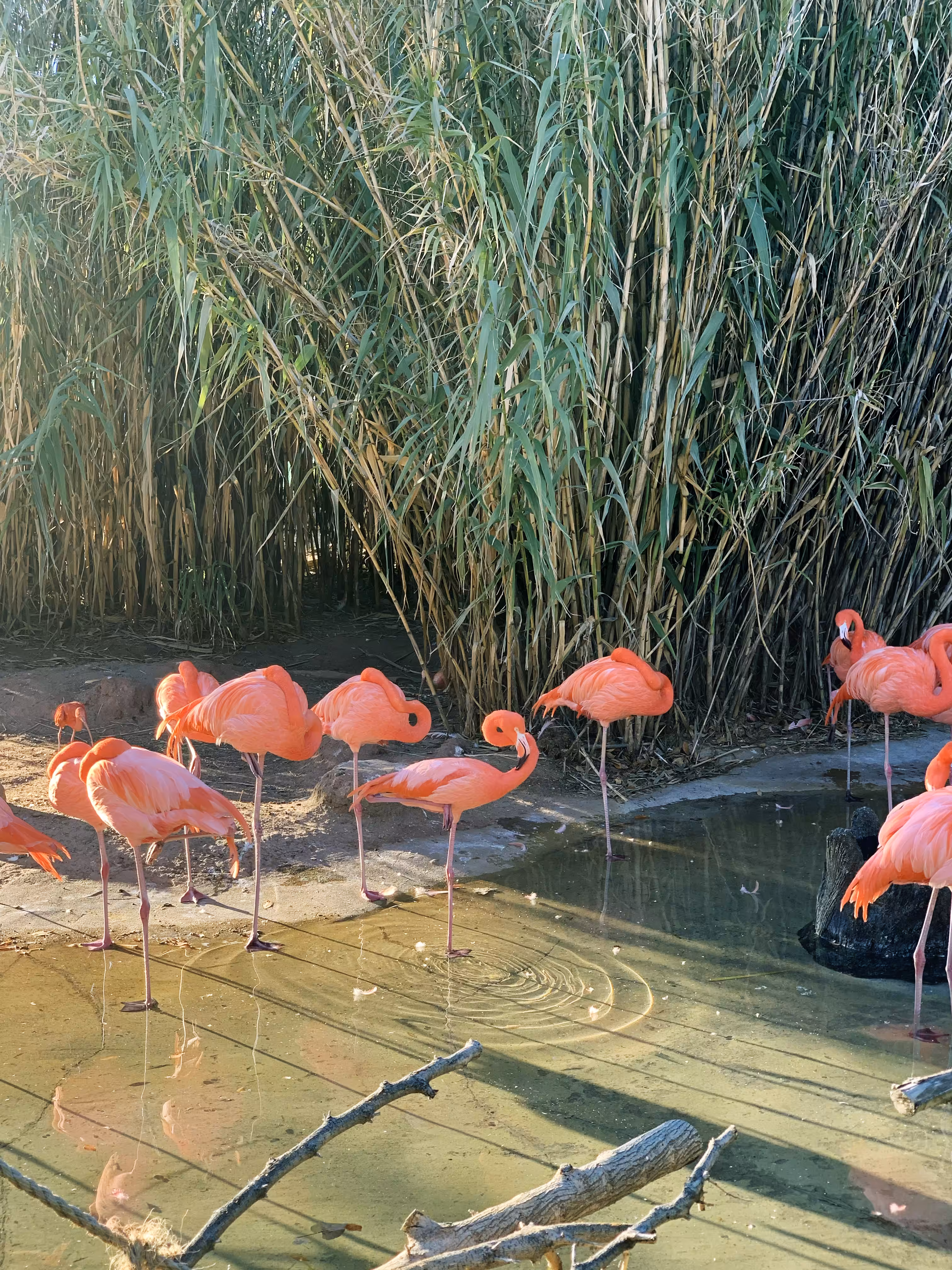 Flamingos