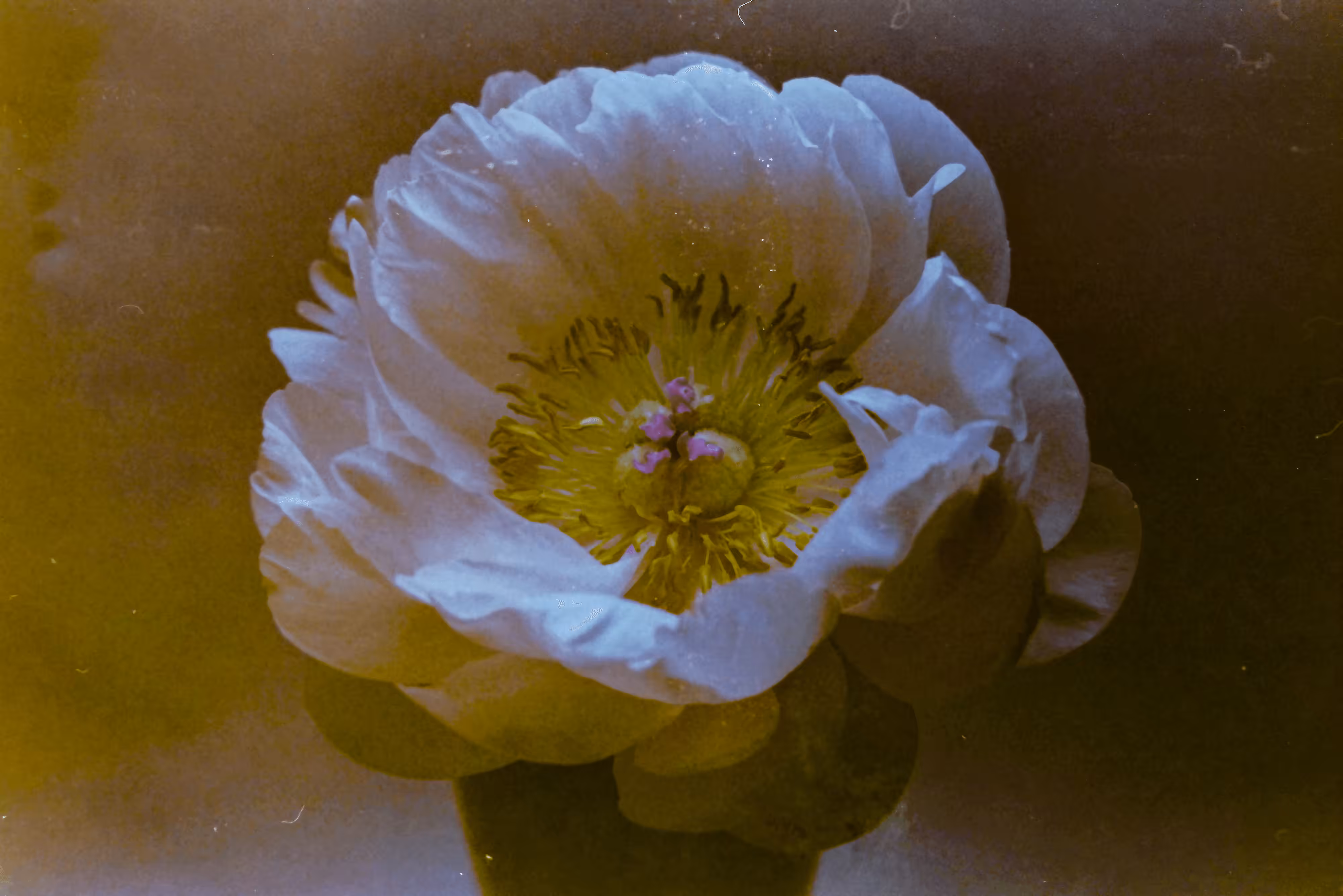 Cinematograph #1 Frame 1