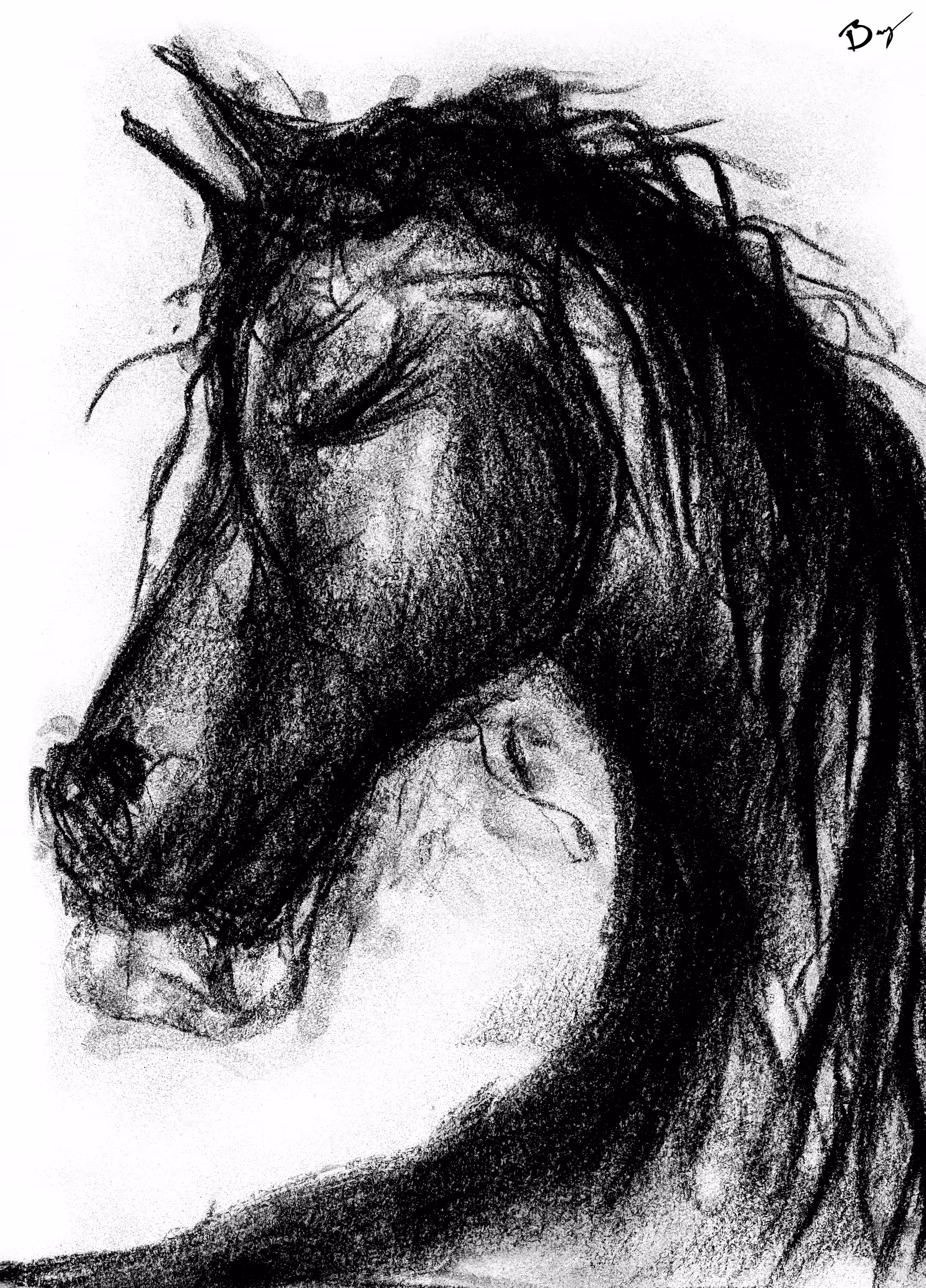 Horse