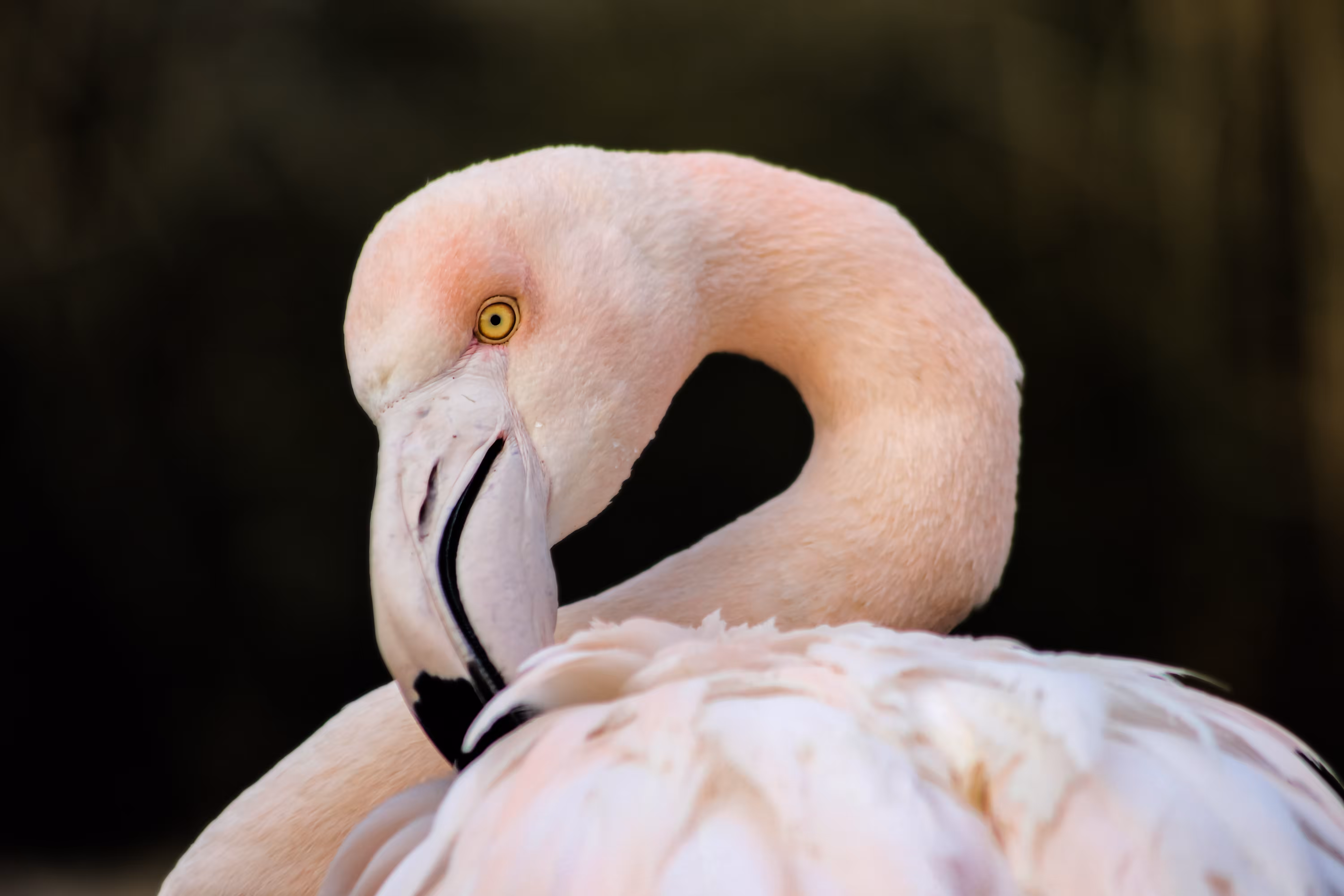 Flamingo #02