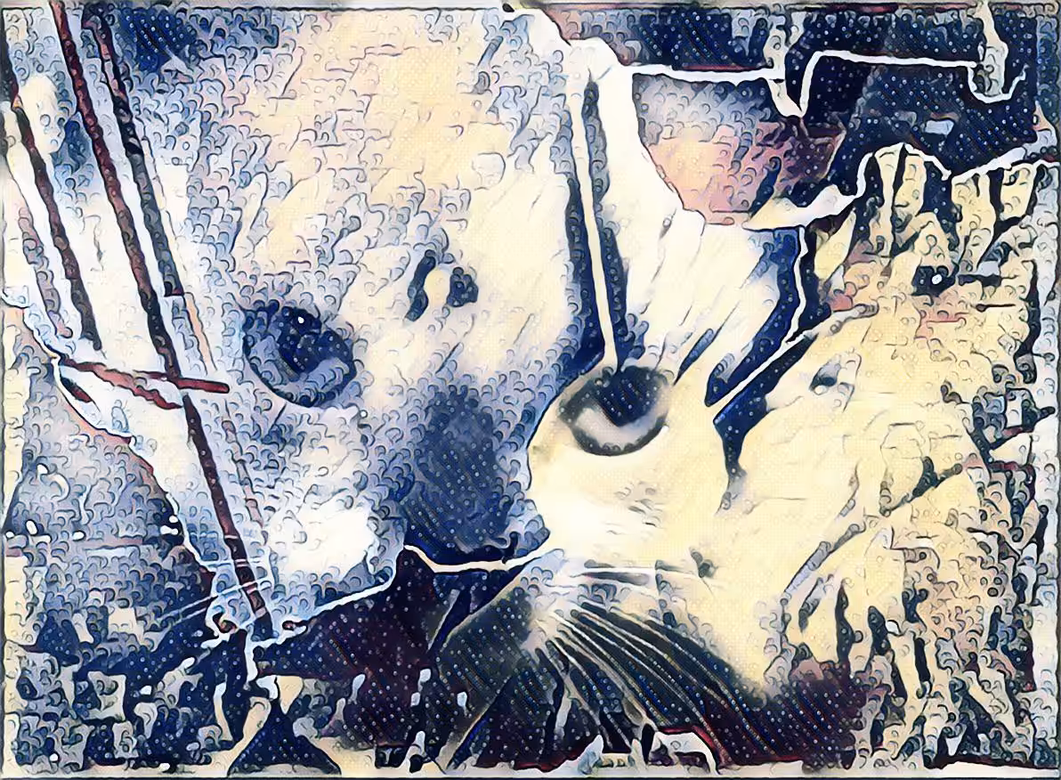 what do you see? the power of a cat?
