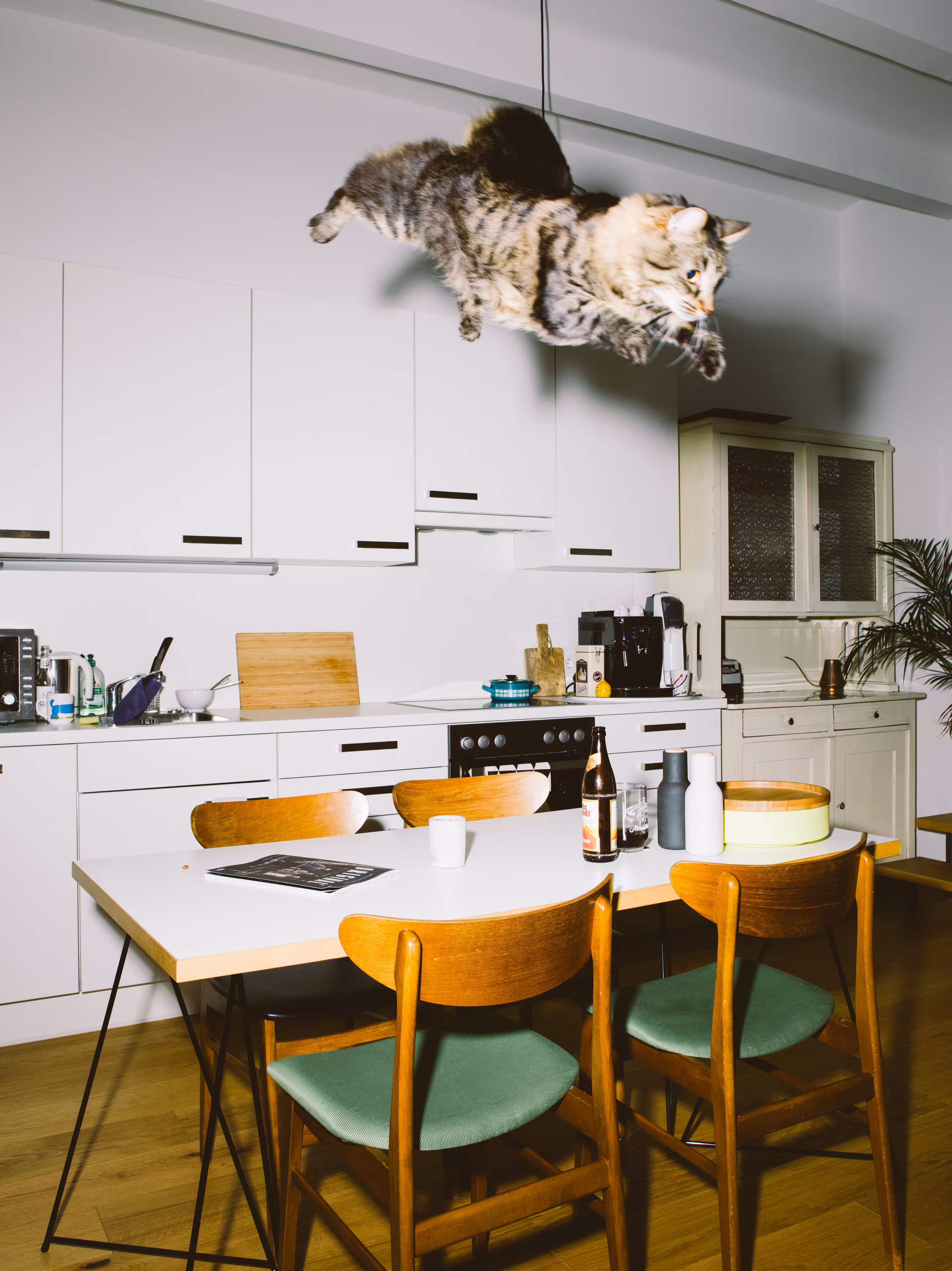 Dottie, The Jumping Cat