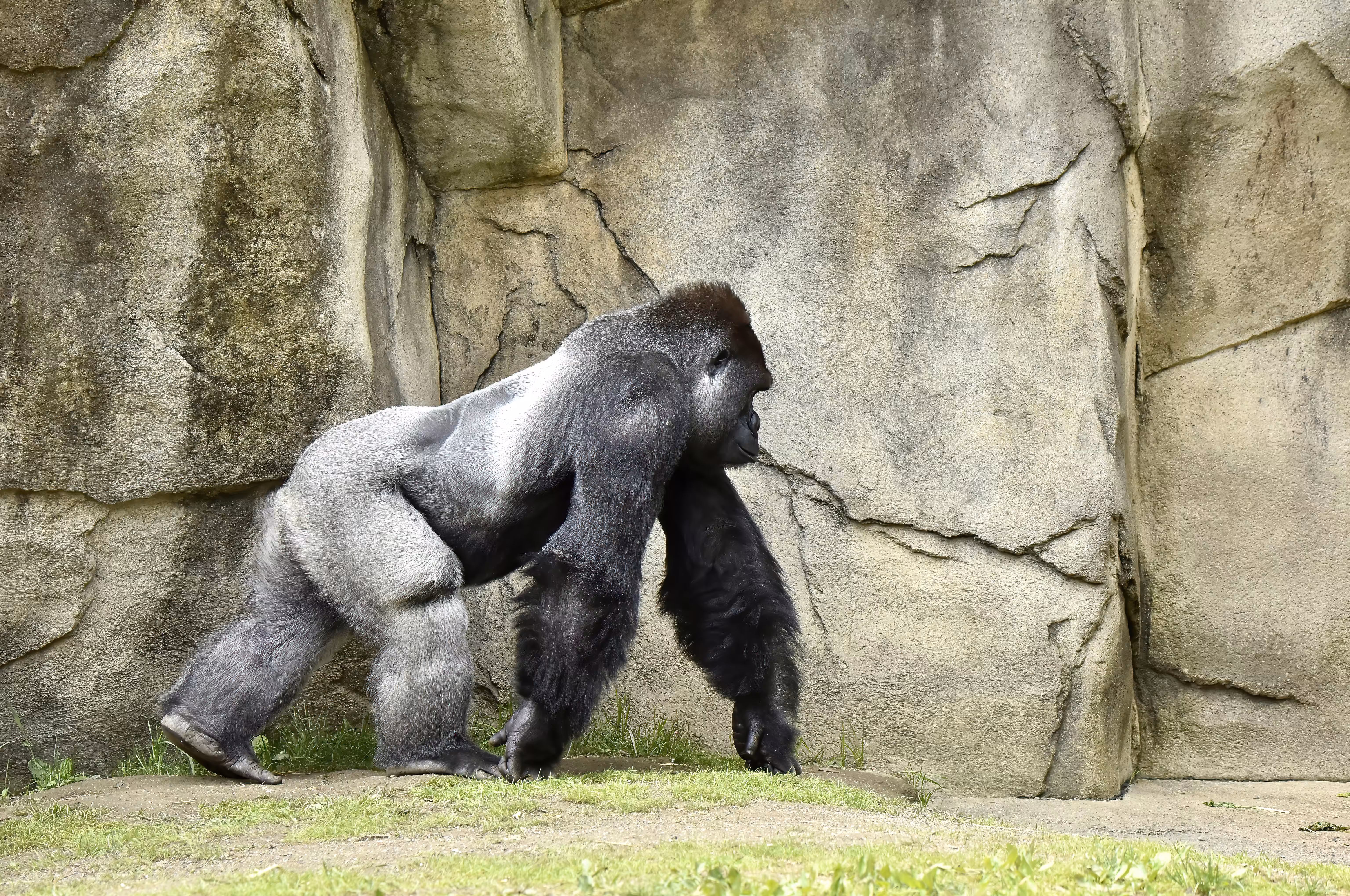 LEGENDS: HARAMBE: LEGENDS #31