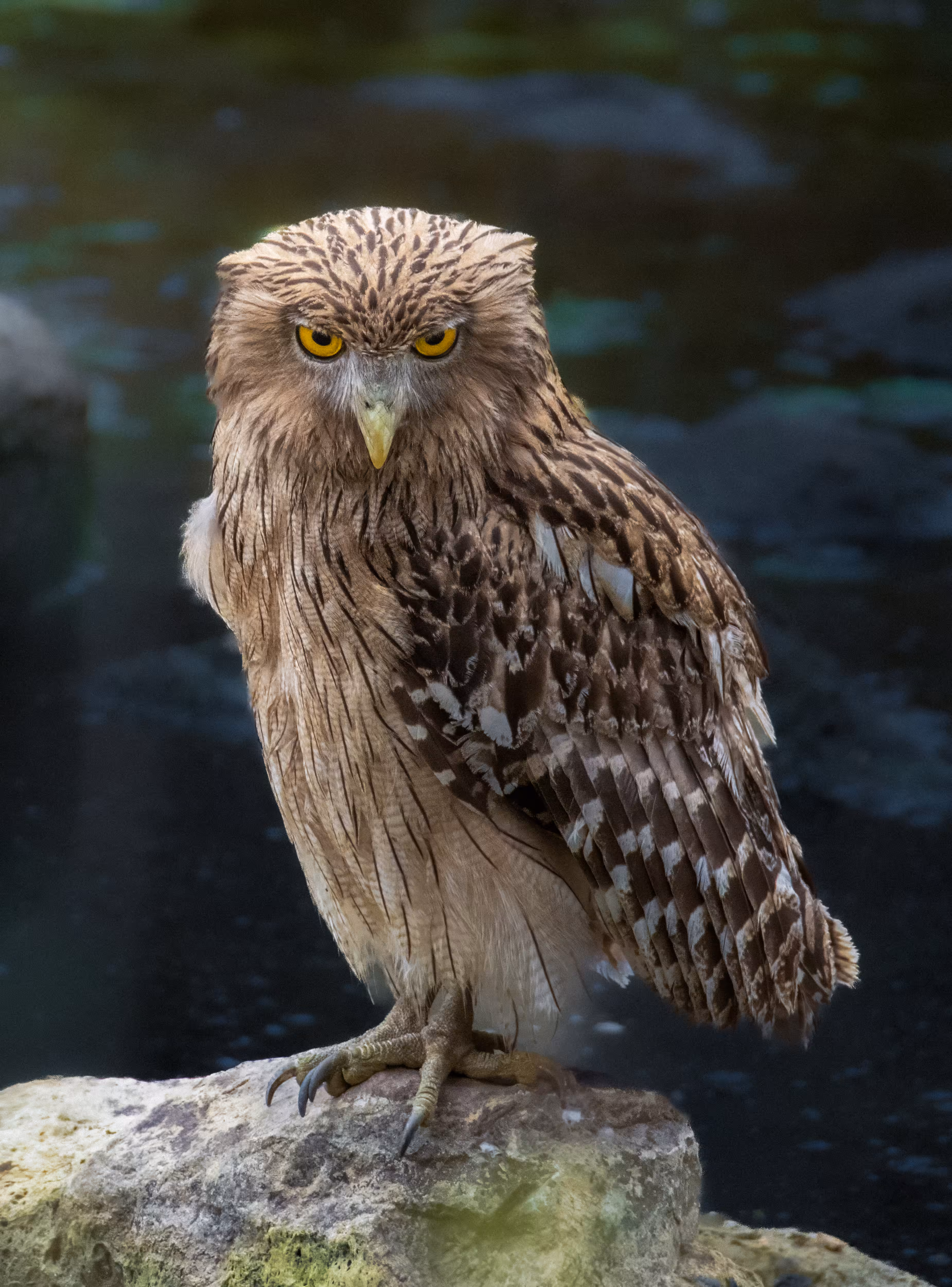 Brown Fish Owl 🦉