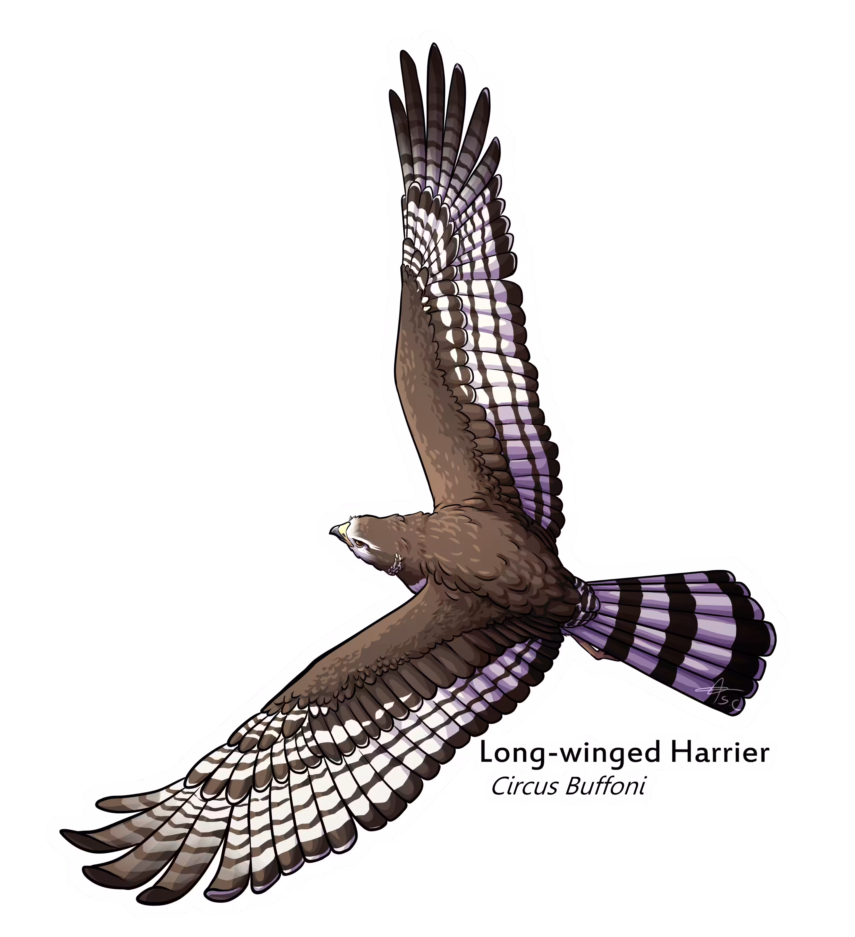 Long-Winged Harrier sticker