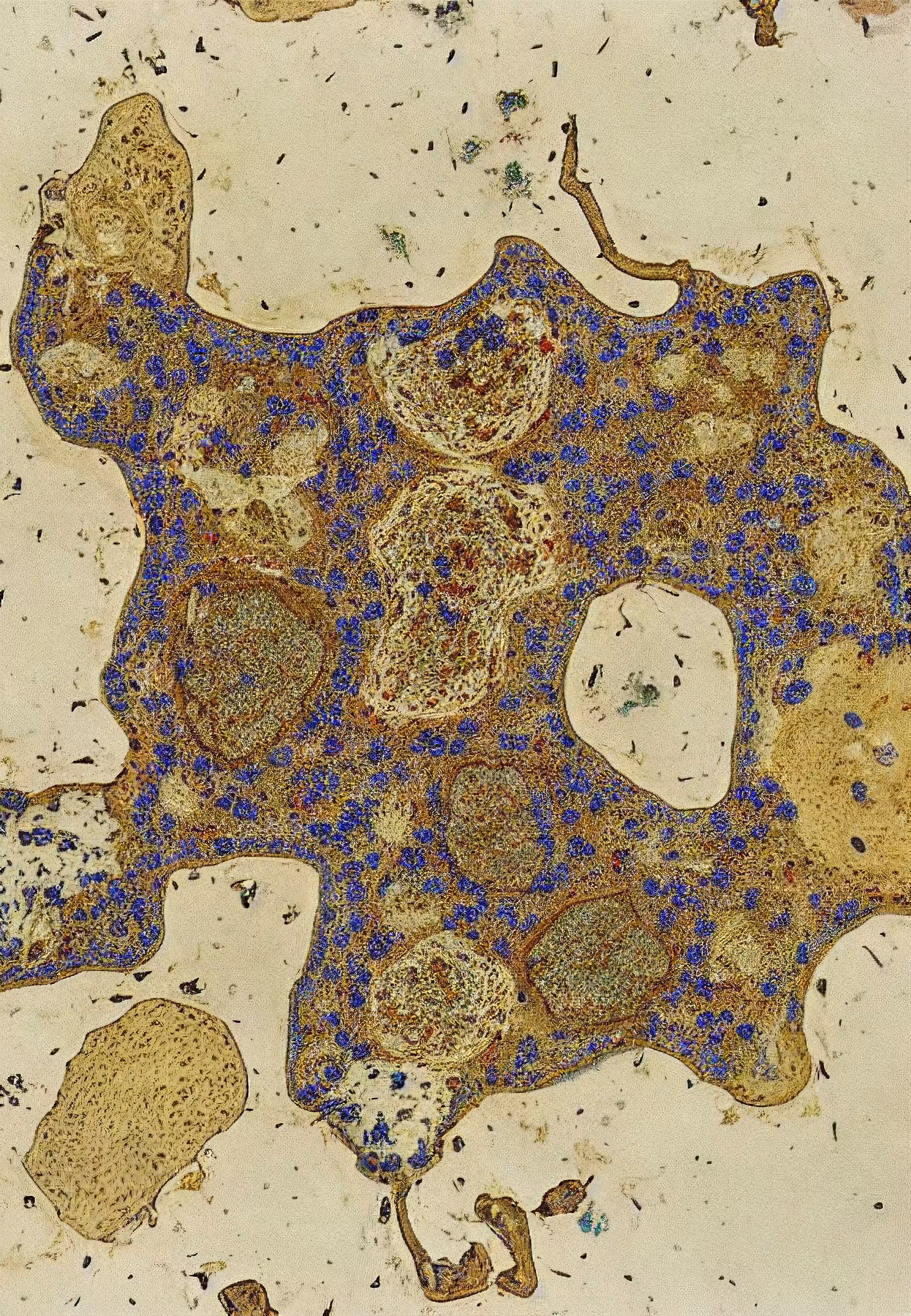 Histologia In Silico #273