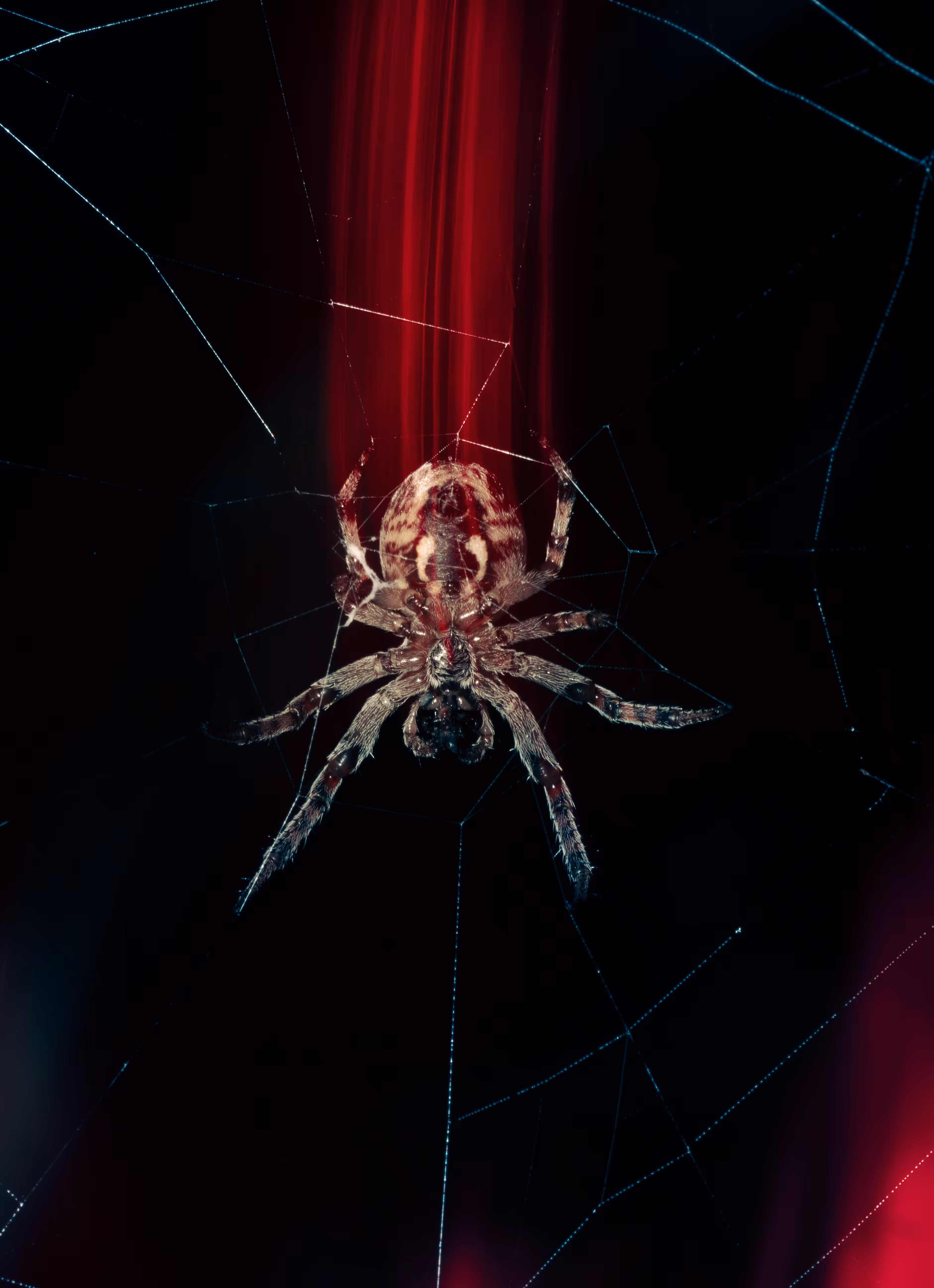 Spider attack