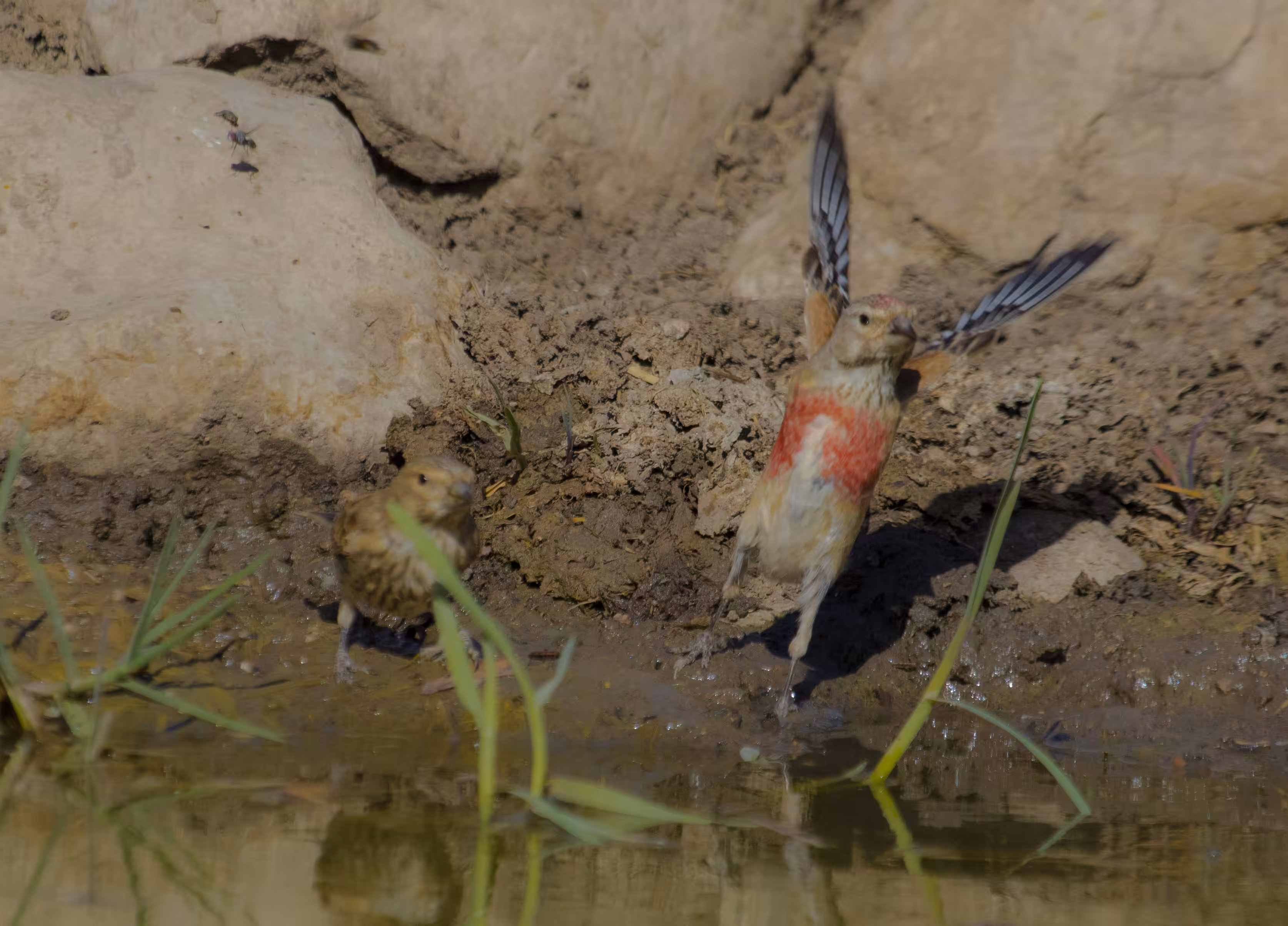 Eurasian Linnet fly