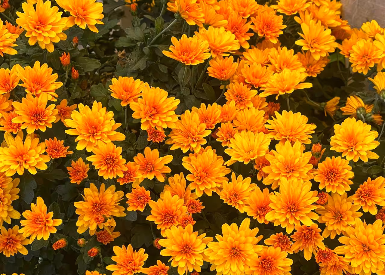 Burning Petals 🔥🌼