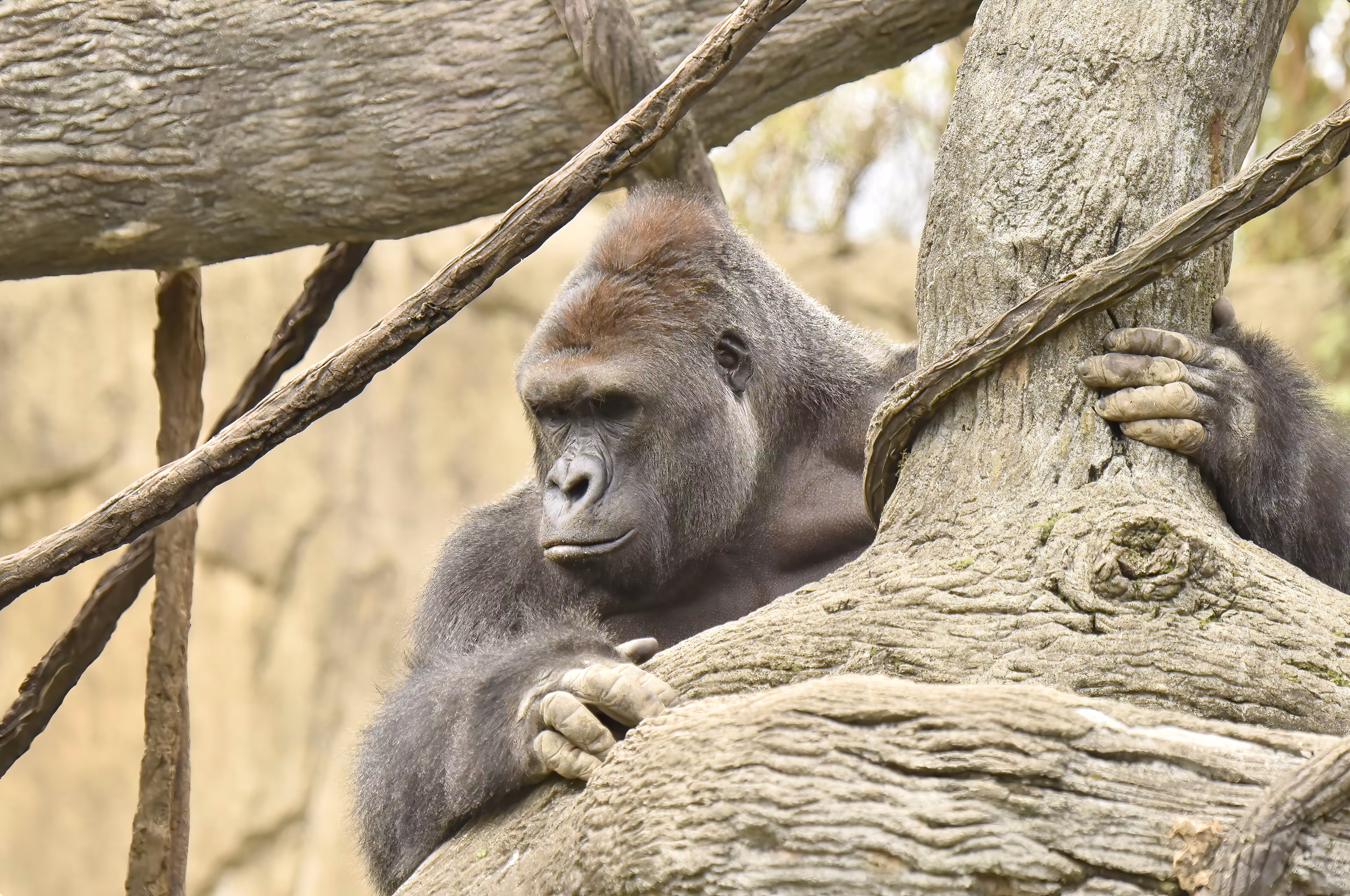 HARAMBE: LEGENDS #112