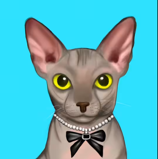 Angry Sphynx cat