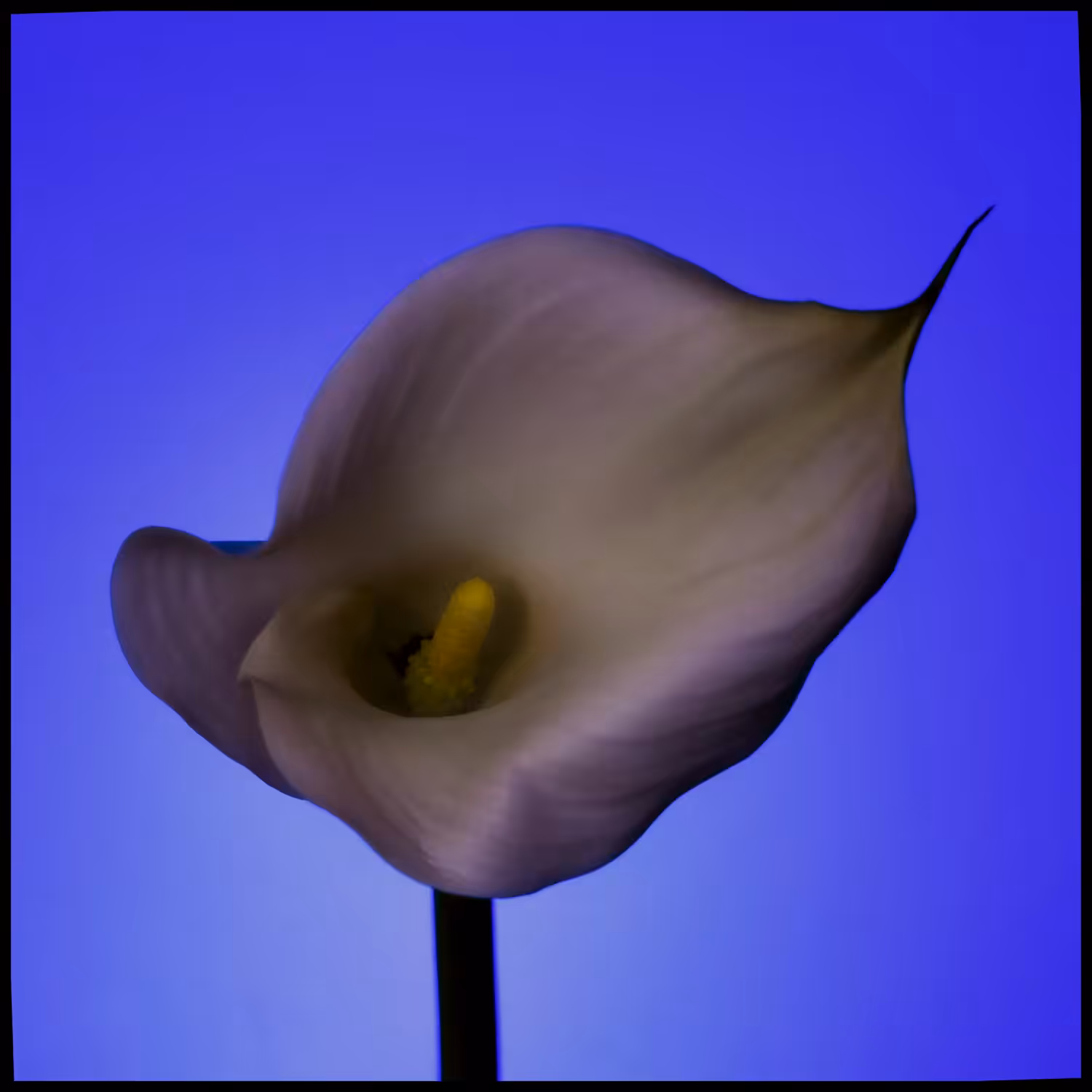 Calla #1